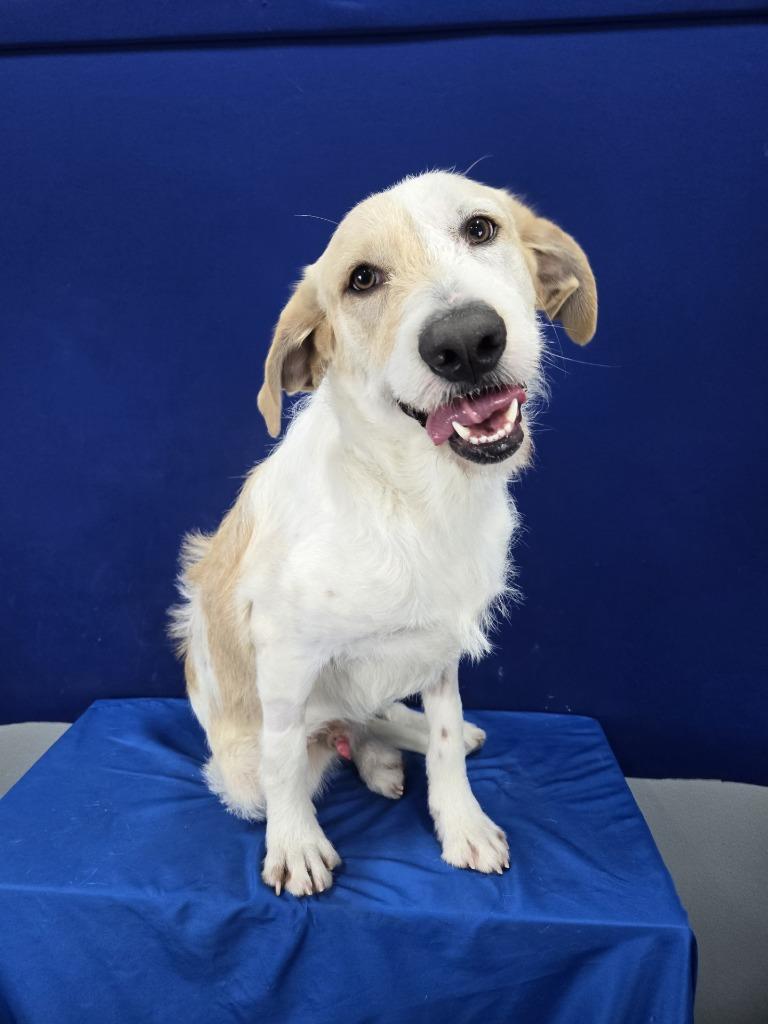 BURT, Adoptable, Young Male Mixed Breed.