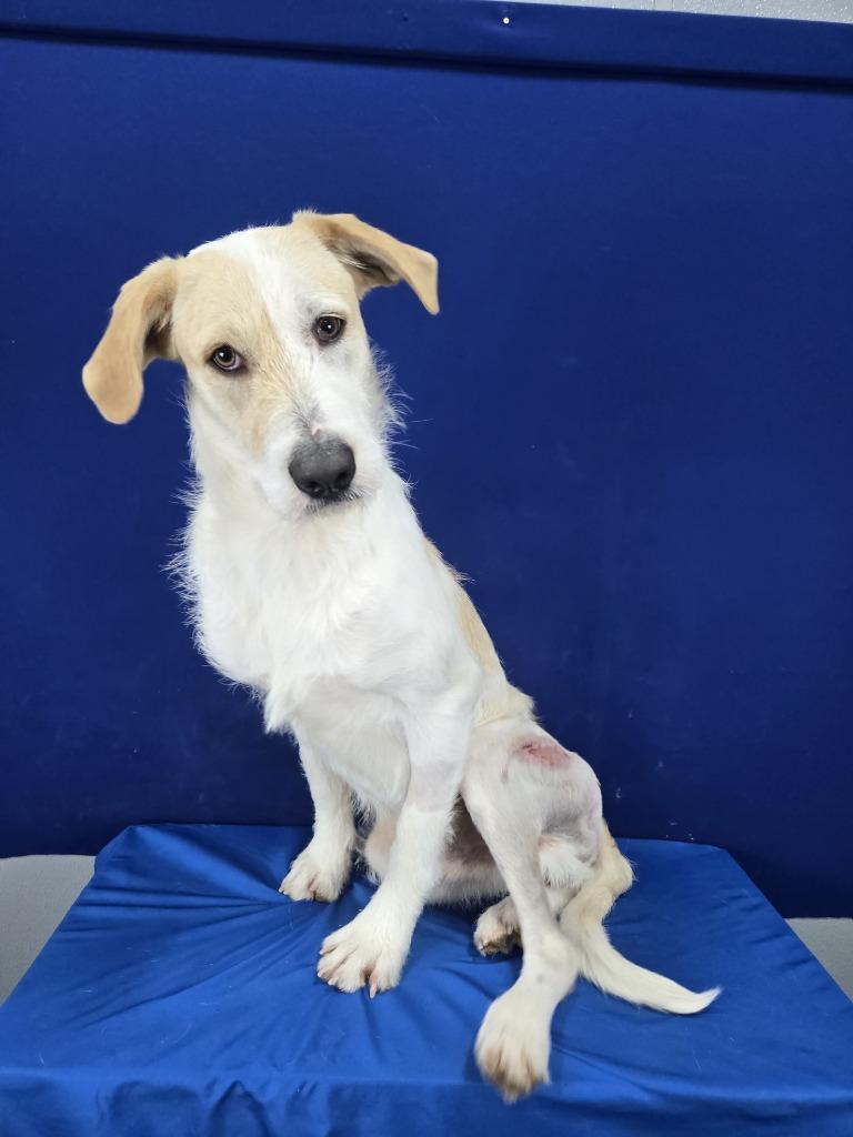 BURT, a Adoptable Mixed Breed in Ruston, LA image 2/2