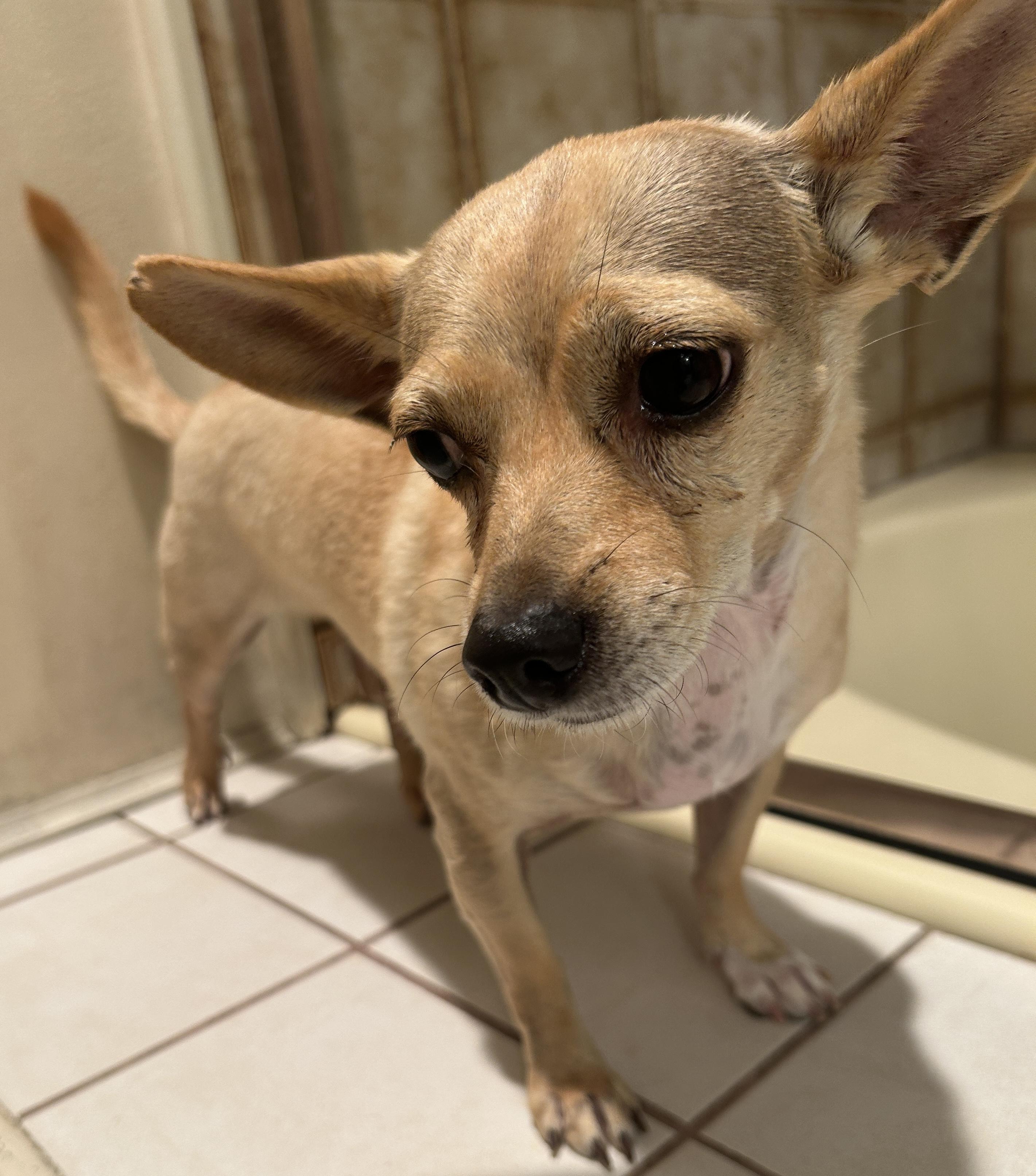 Enlarge MANDY, a Adoptable mixed breed in El Cajon, CA image 5/6