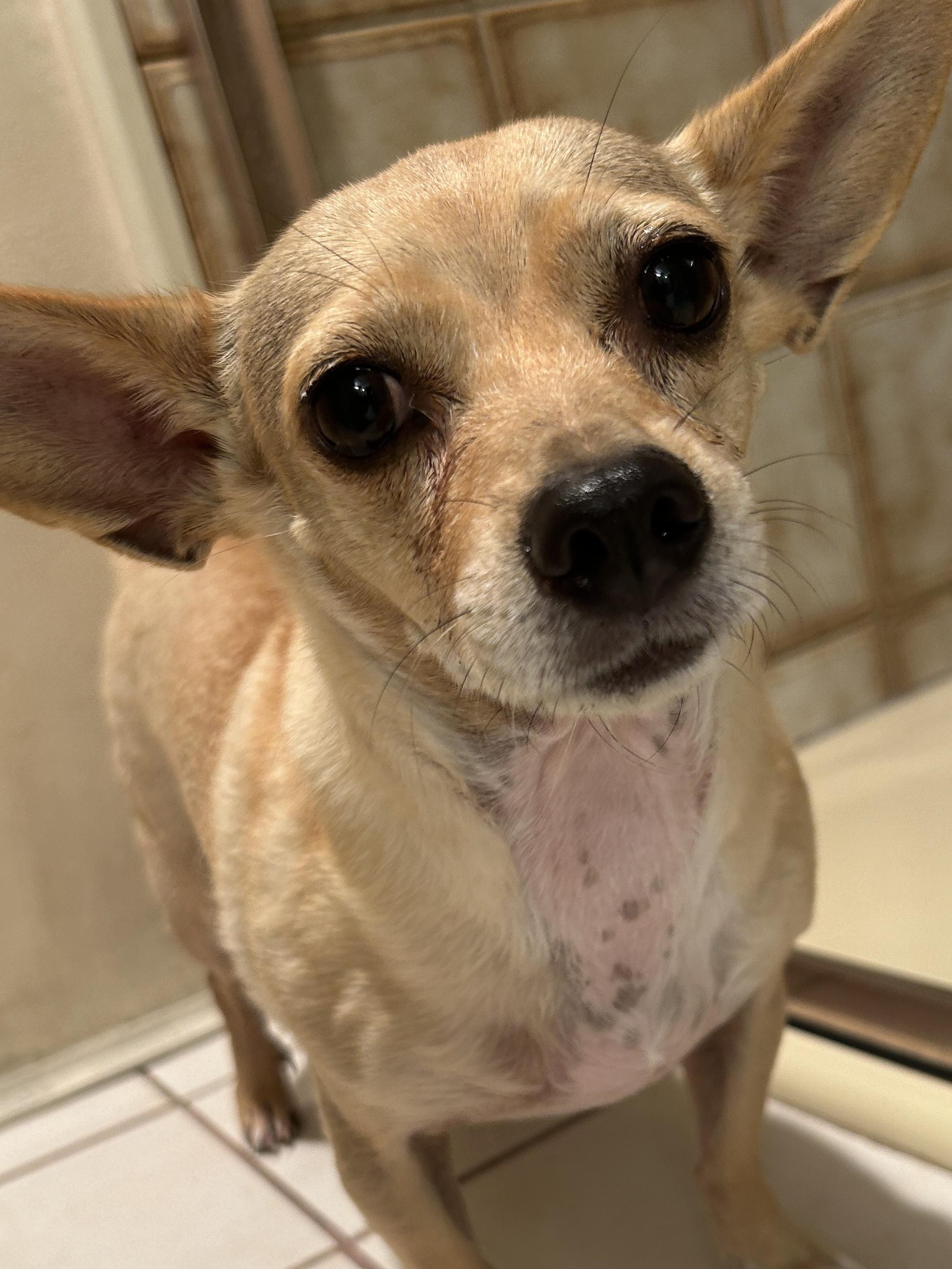 MANDY, Adoptable, Adult Female Chihuahua & Akbash.