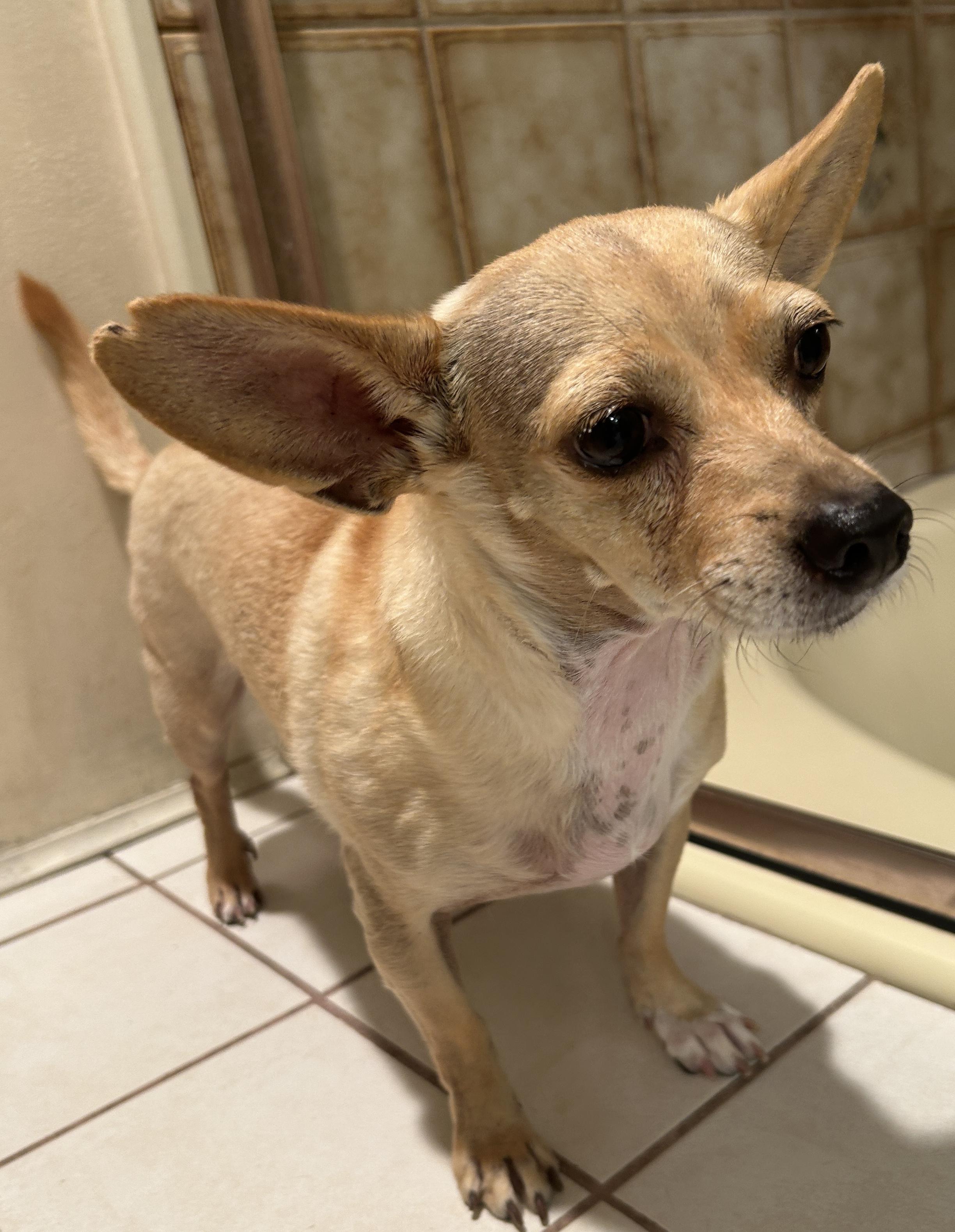 Enlarge MANDY, a Adoptable mixed breed in El Cajon, CA image 3/6