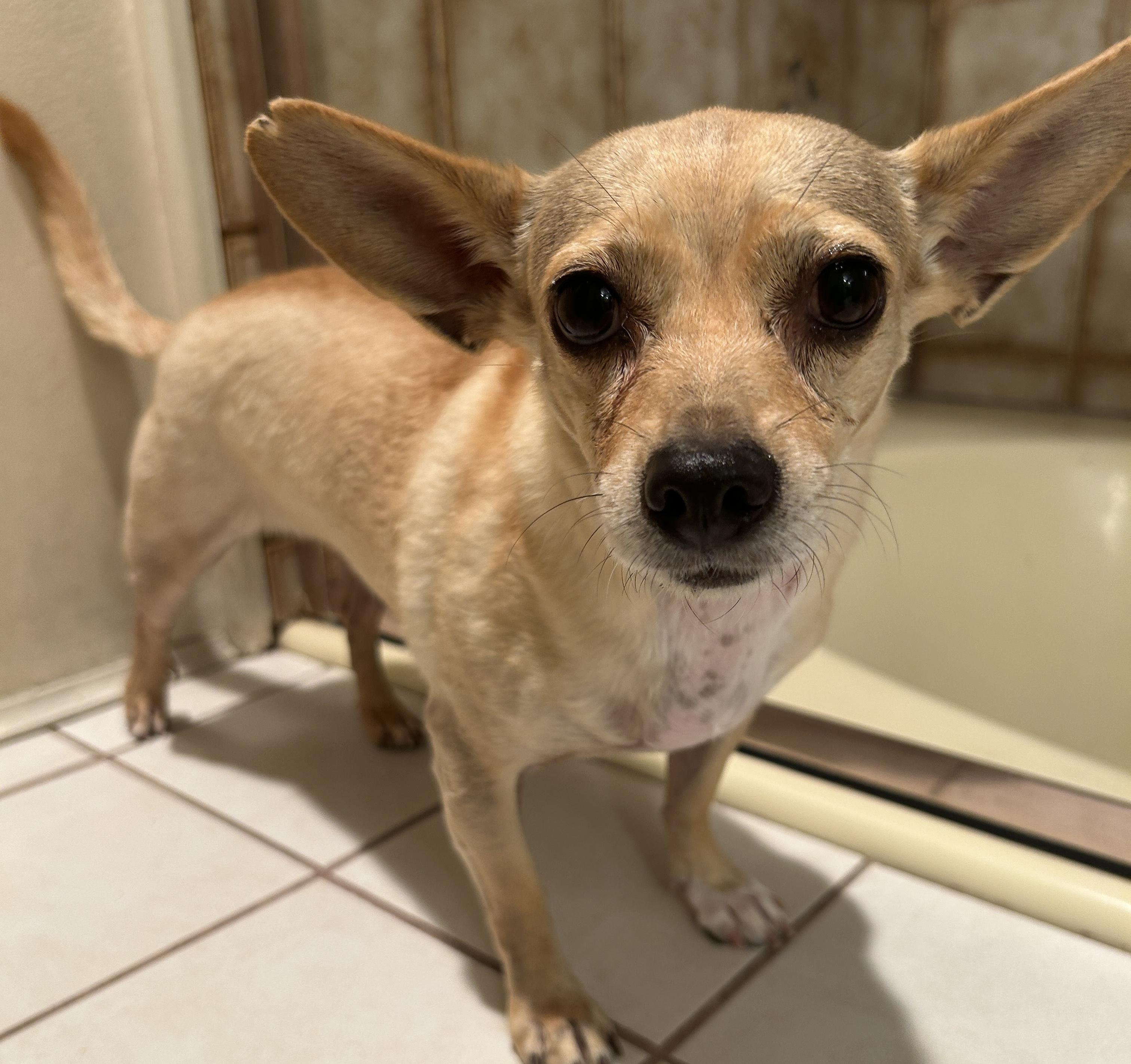 Enlarge MANDY, a Adoptable mixed breed in El Cajon, CA image 4/6