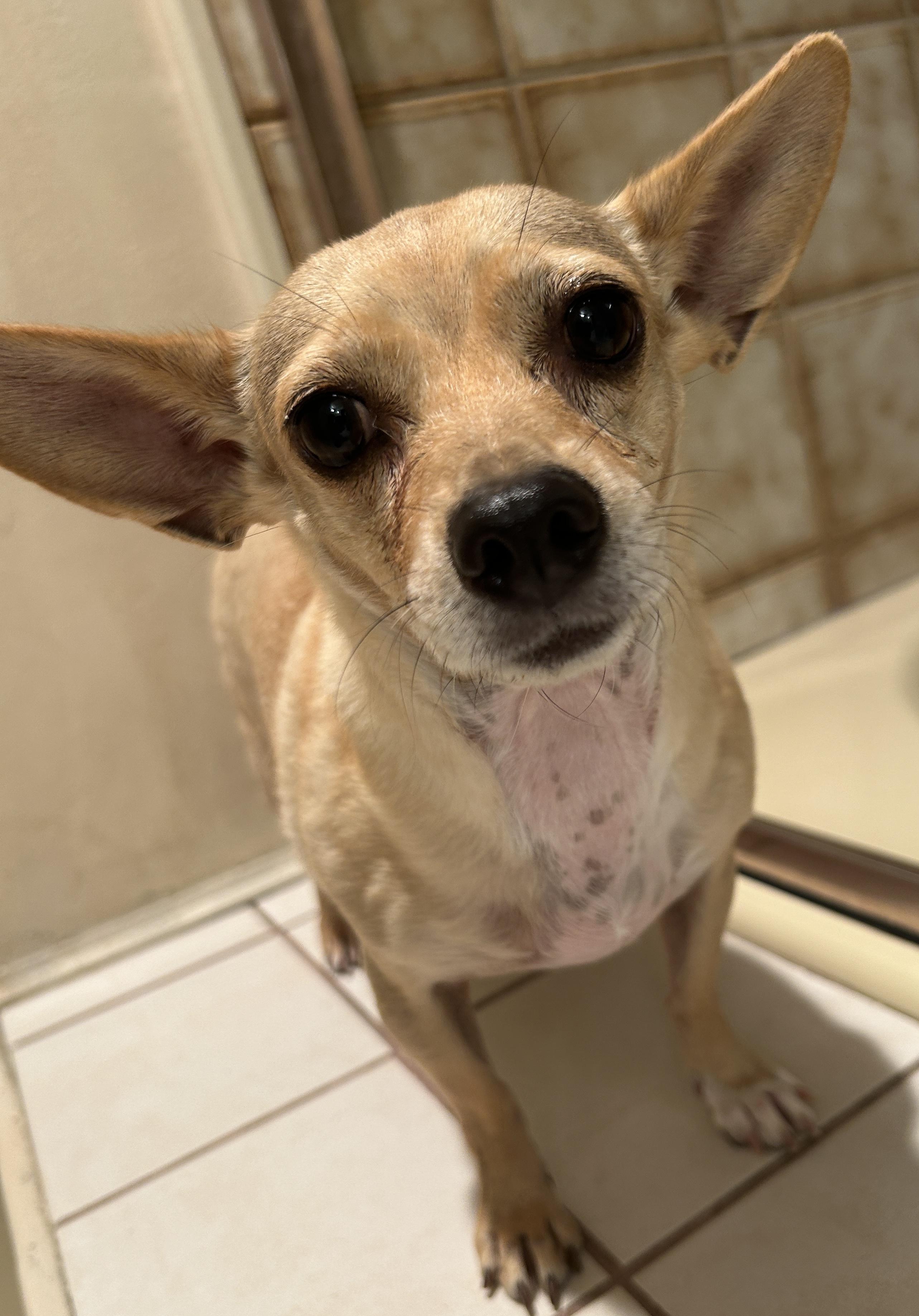 Enlarge MANDY, a Adoptable mixed breed in El Cajon, CA image 2/6