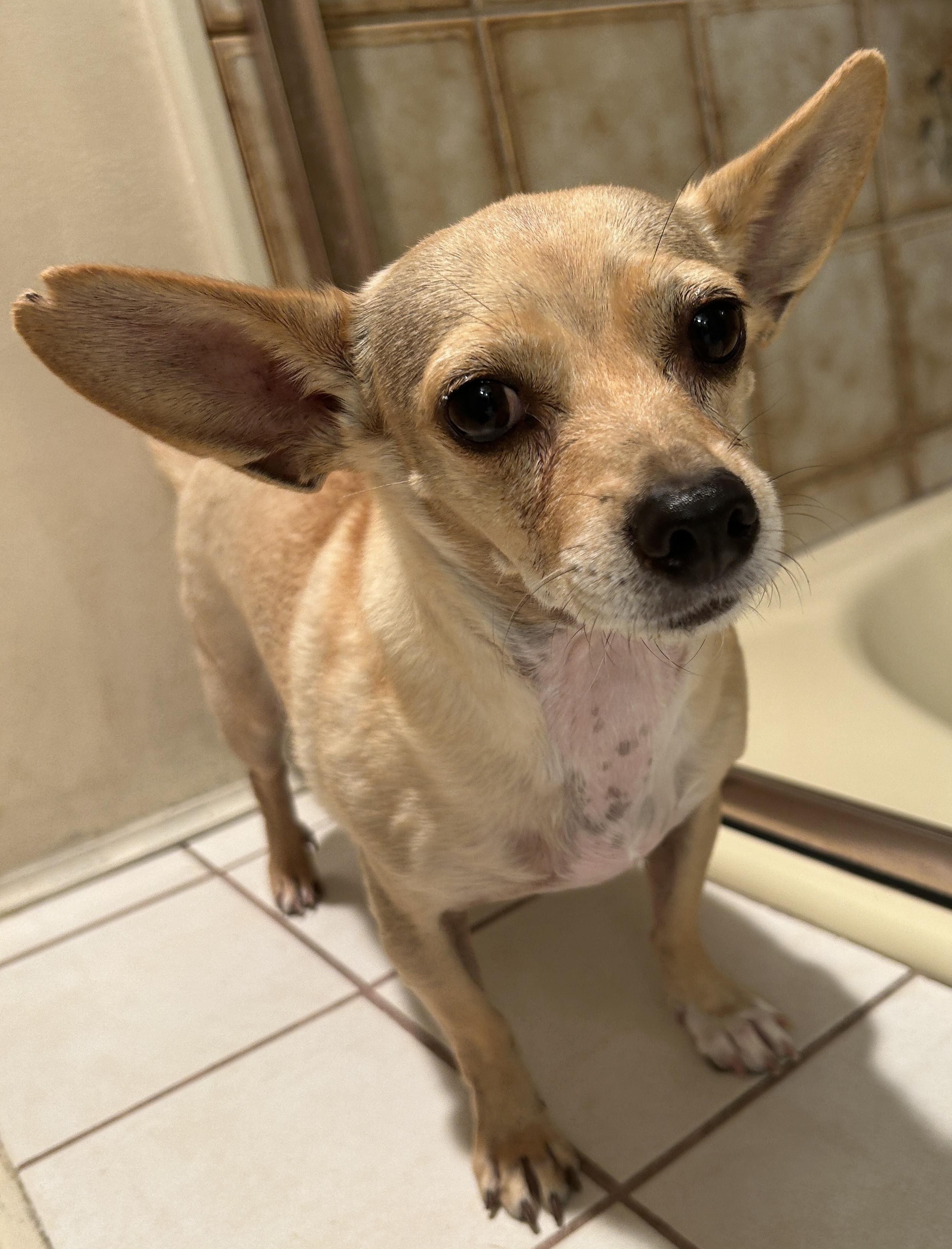 Enlarge MANDY, a Adoptable mixed breed in El Cajon, CA image 6/6