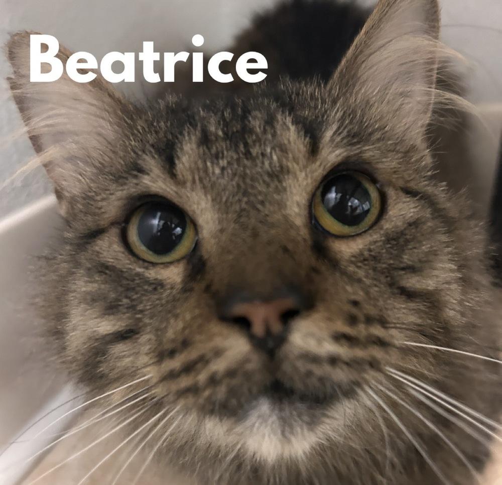 Beatrice, Adoptable, Adult Female Domestic Medium Hair.