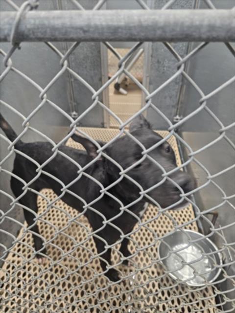 A517730, Adoptable, Young Female Pit Bull Terrier & Mixed Breed.