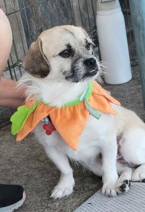 Nacho, Adoptable, Adult Male Terrier & Pug.