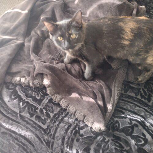 Winnie, Adoptable, Kitten Female Domestic Short Hair.