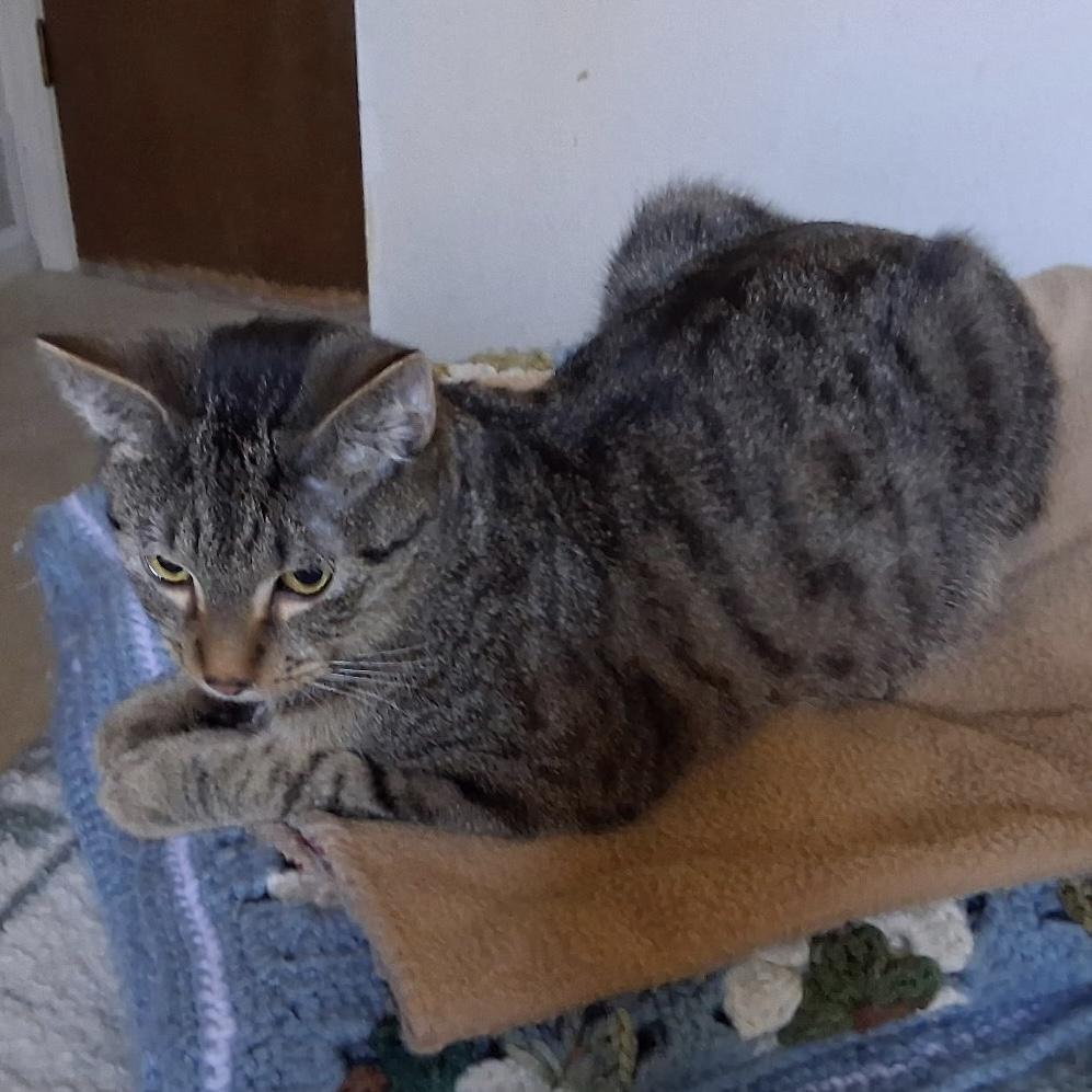 Enlarge Kelly Jelly, an adopted Domestic Short Hair in Bentonville, AR image 1/1