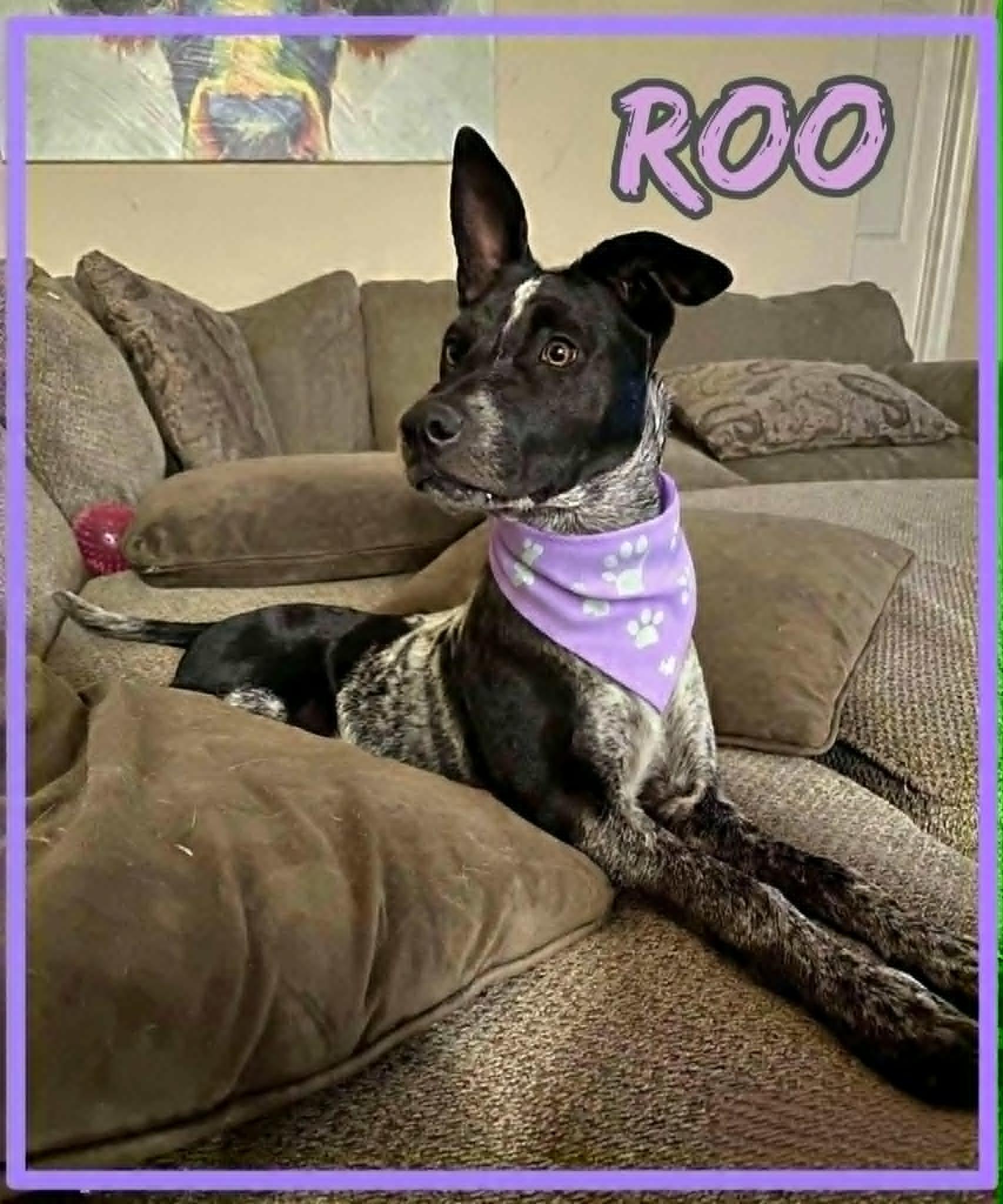 Roo, a ADOPTABLE Australian Cattle Dog / Blue Heeler in Grove, OK image 3/4