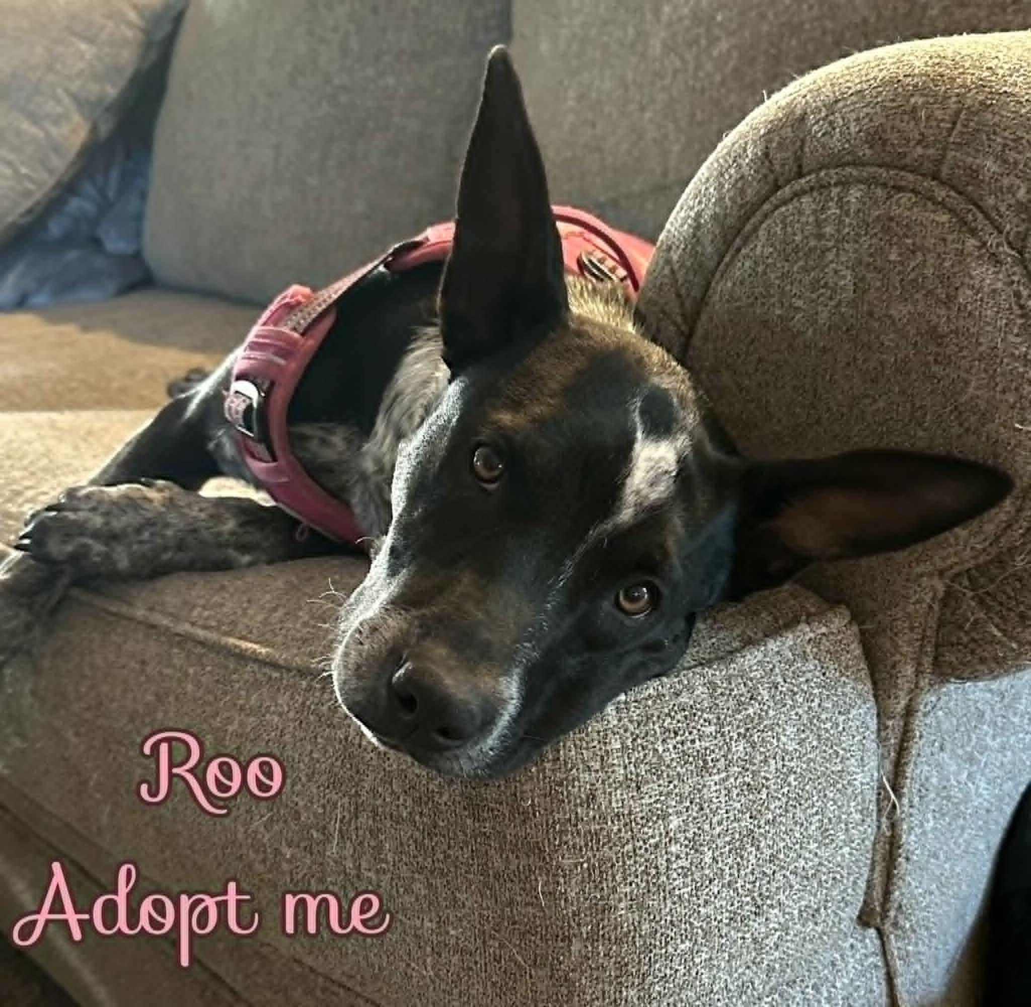 Roo, a ADOPTABLE Australian Cattle Dog / Blue Heeler in Grove, OK image 4/4