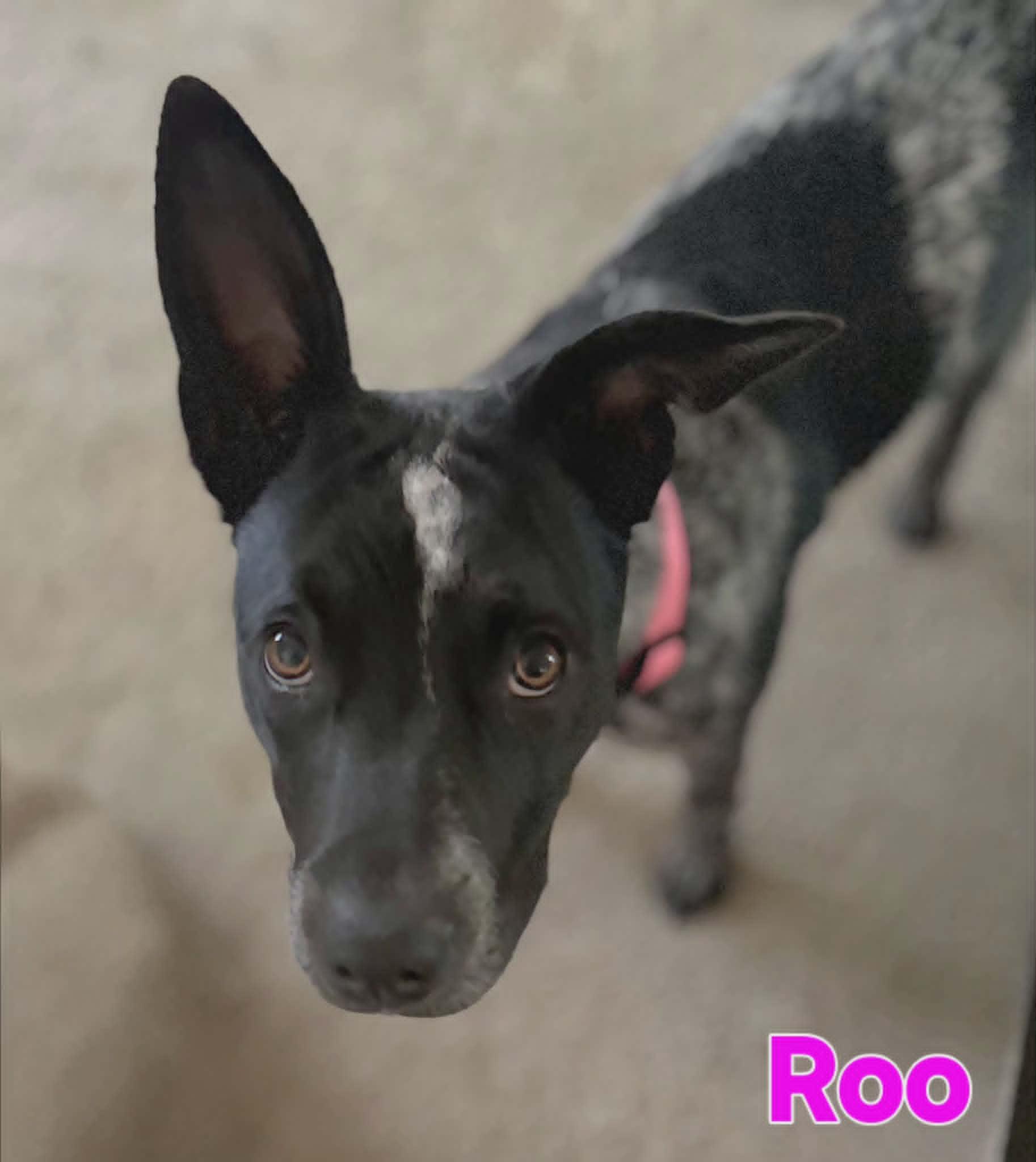 Roo, a ADOPTABLE Australian Cattle Dog / Blue Heeler in Grove, OK image 2/4