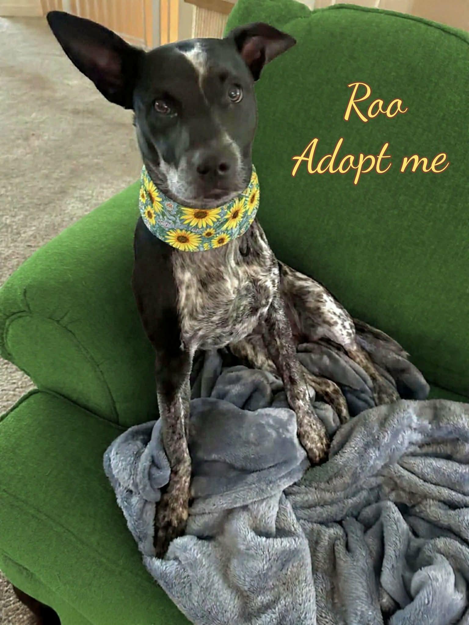 Roo, ADOPTABLE, Young Female Australian Cattle Dog / Blue Heeler.