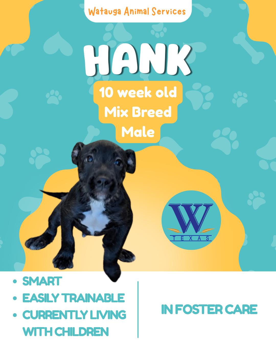 Hank, ADOPTABLE, Puppy Male Mixed Breed.