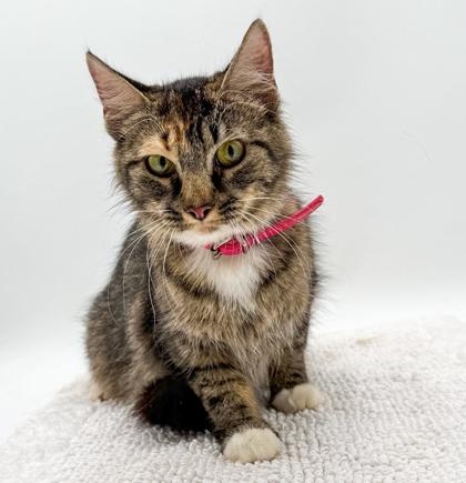 Crystal (Bonded w/Layla), Adoptable, Adult Female Domestic Medium Hair & Domestic Short Hair.