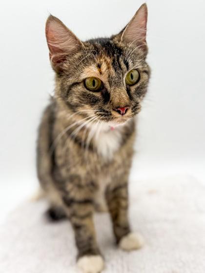 Crystal (Bonded w/Layla), a Adoptable mixed breed in Bowling Green, KY image 2/3