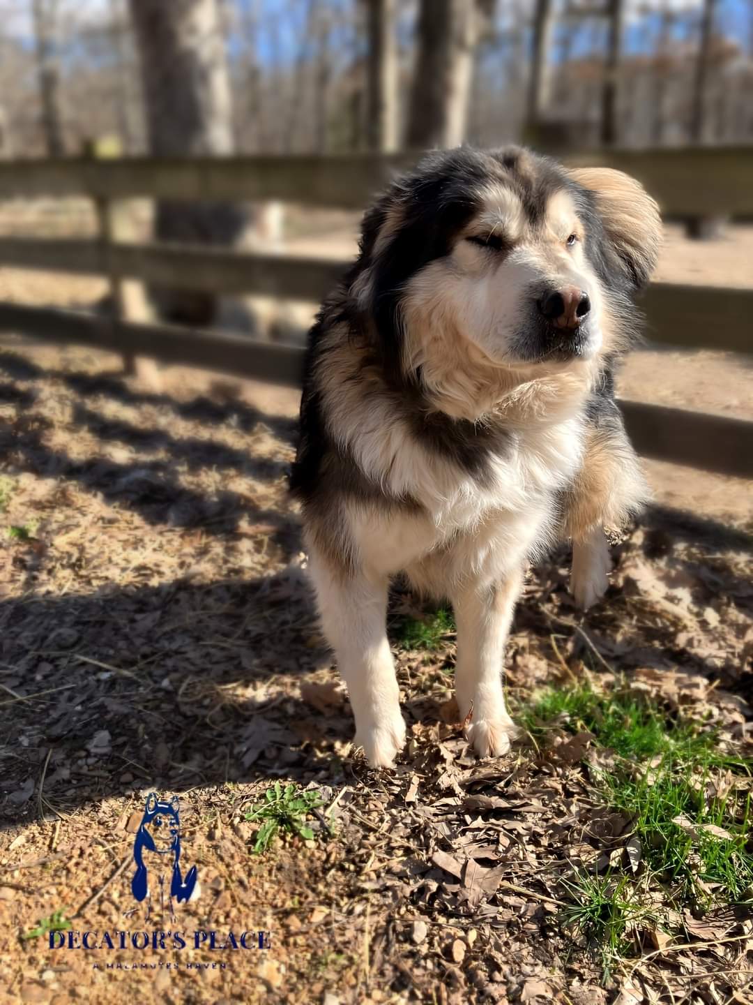 Enlarge Rocky, a Adopted mixed breed in St. James, MO image 4/4