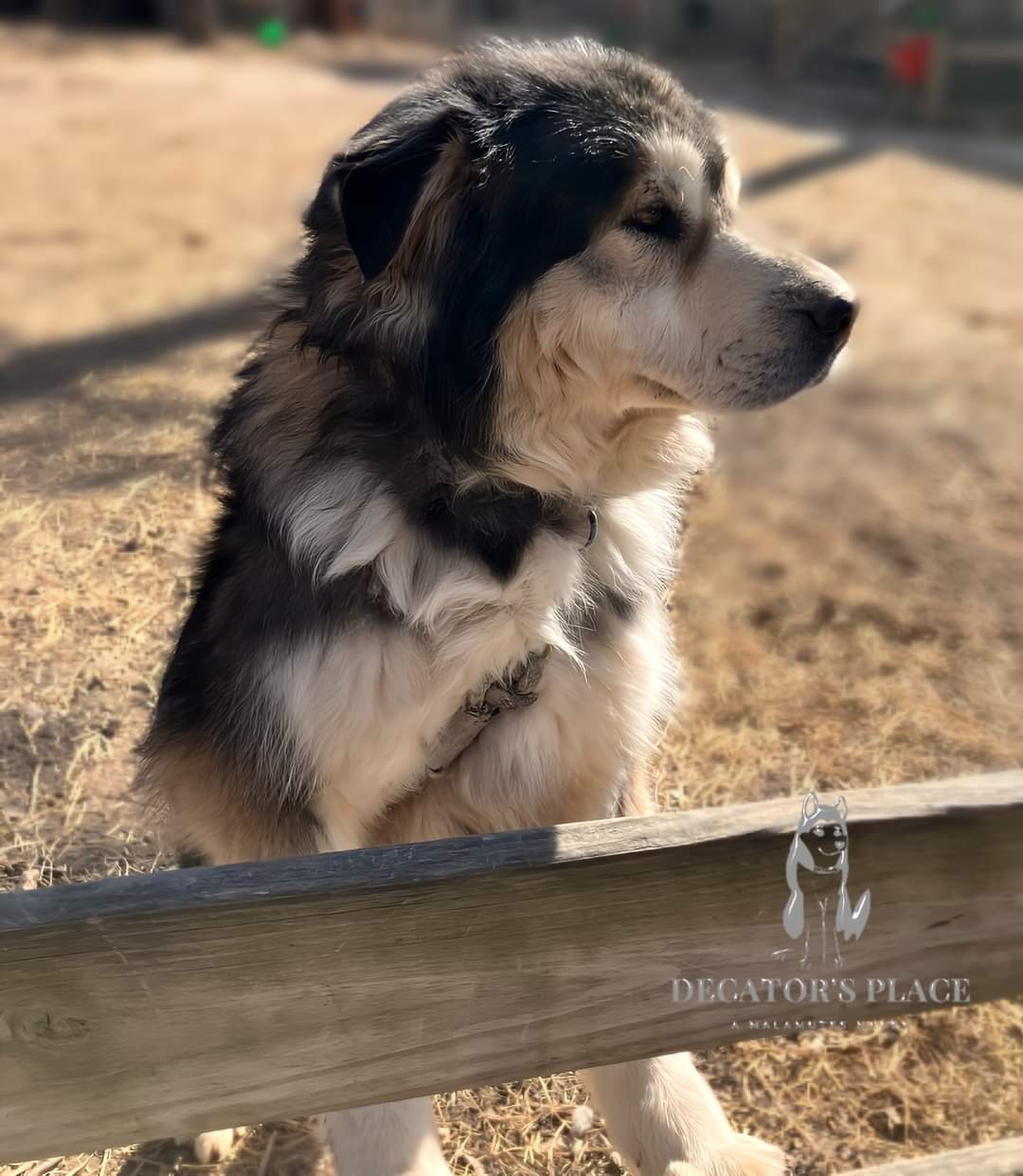 Enlarge Rocky, a Adopted mixed breed in St. James, MO image 1/4