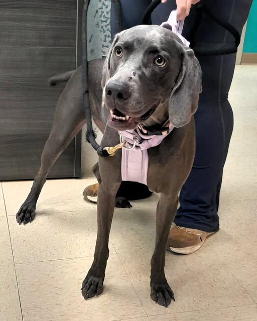 Holli, ADOPTABLE, Young Female Weimaraner.