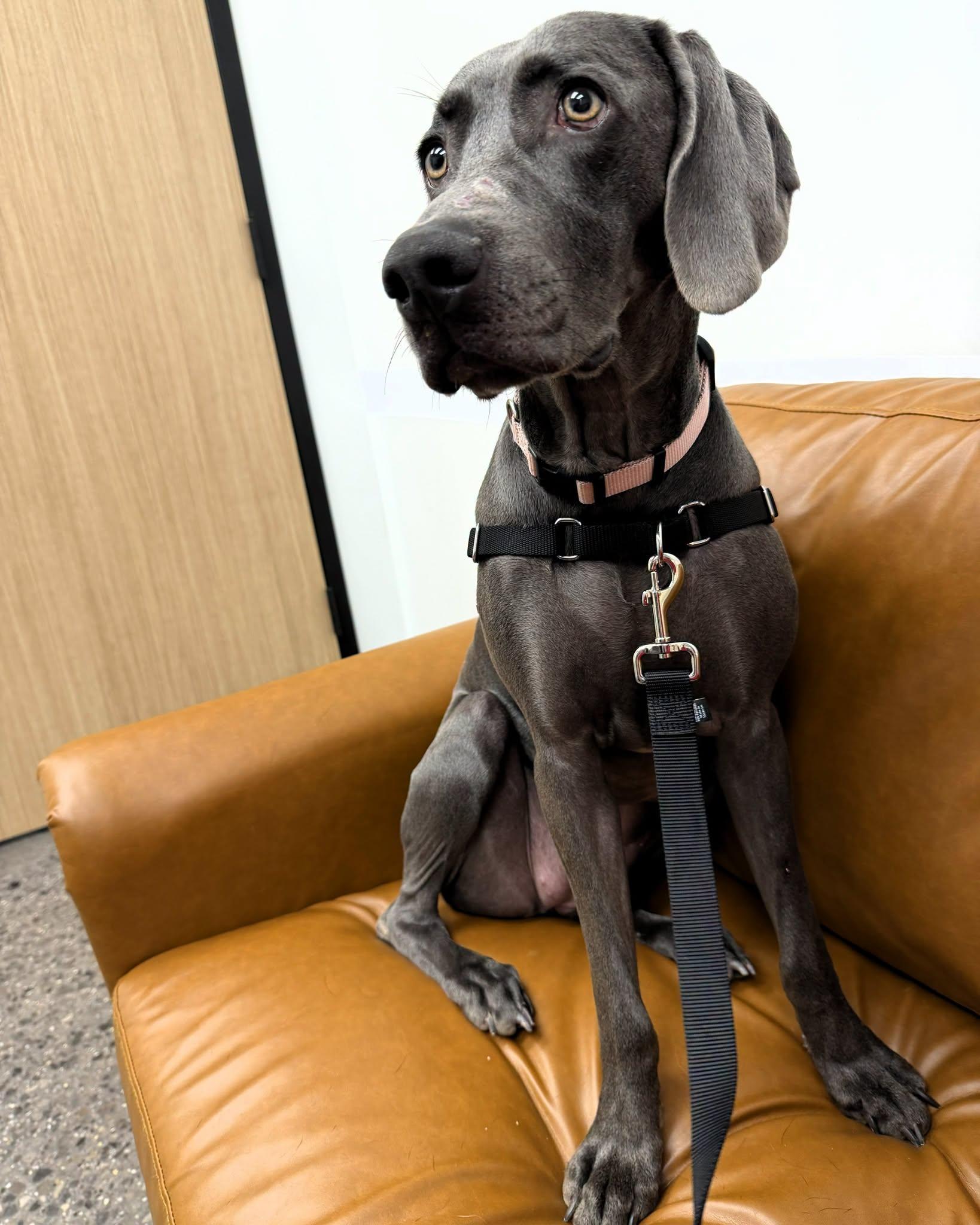Holli, a ADOPTABLE Weimaraner in Birmingham, AL image 3/3