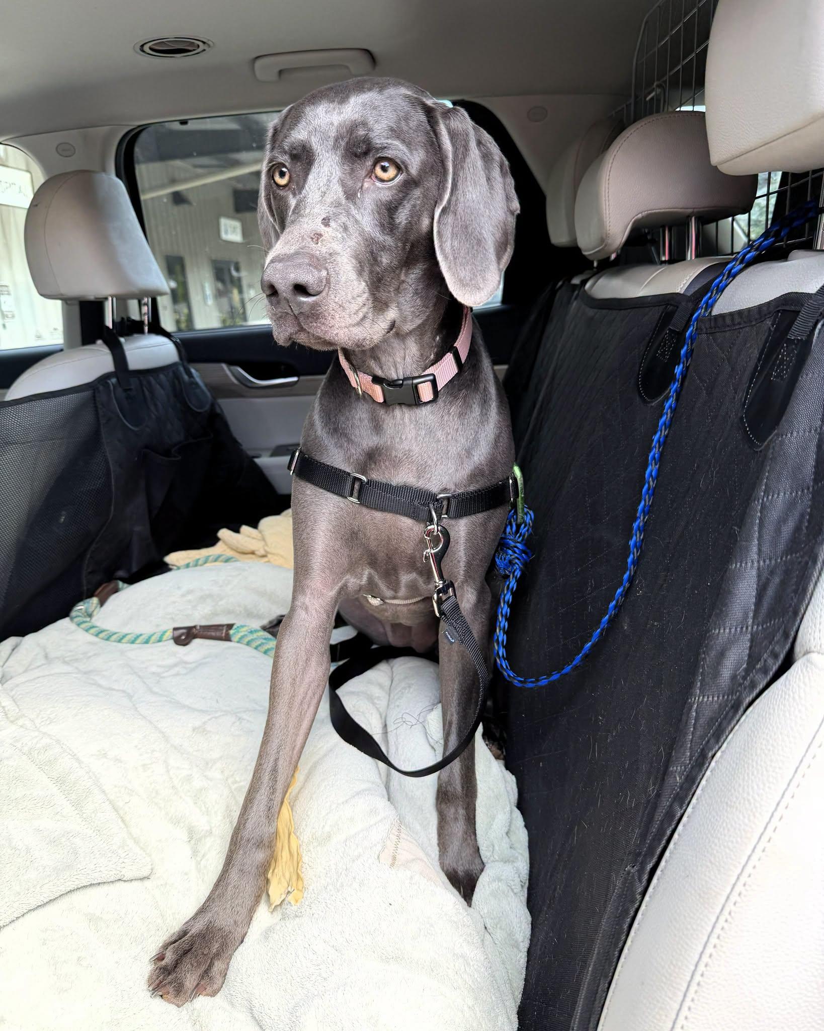 Holli, a ADOPTABLE Weimaraner in Birmingham, AL image 2/3