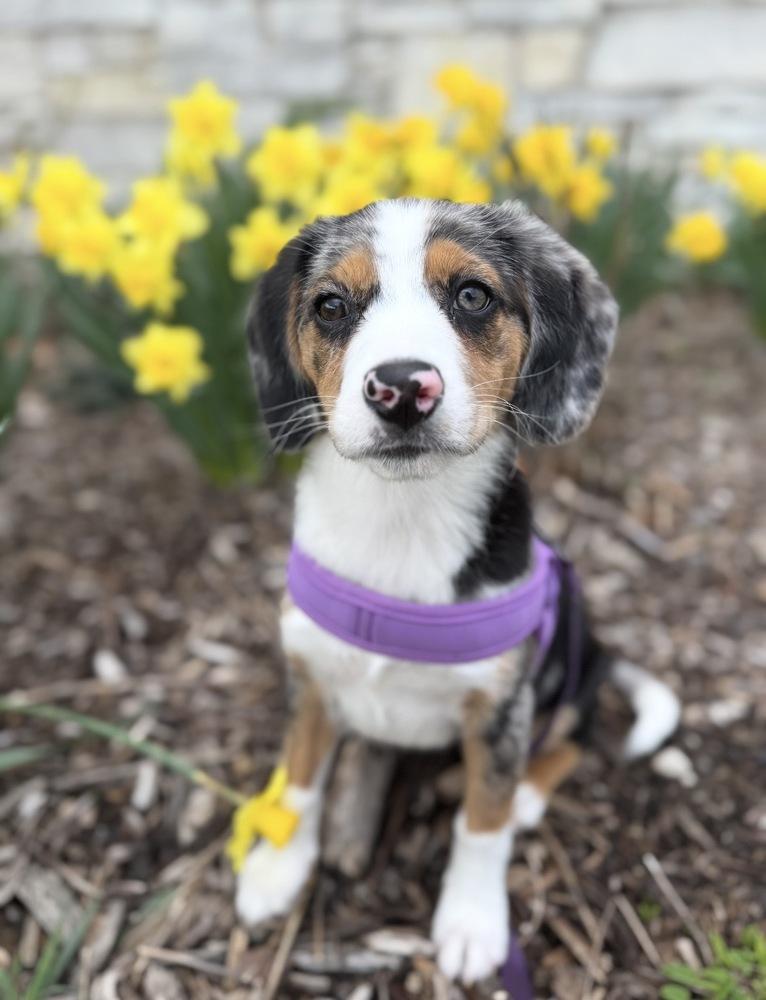 Murphy, Adopted, Puppy Female Hound.