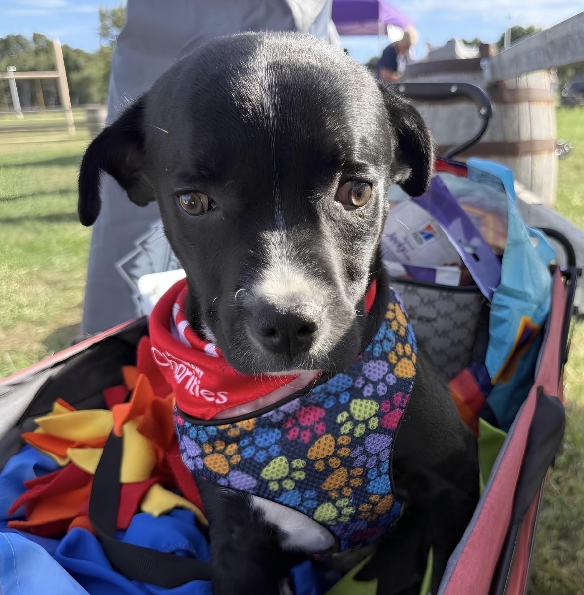 Enlarge Dante, a Adoptable mixed breed in Crest Hill, IL image 1/5