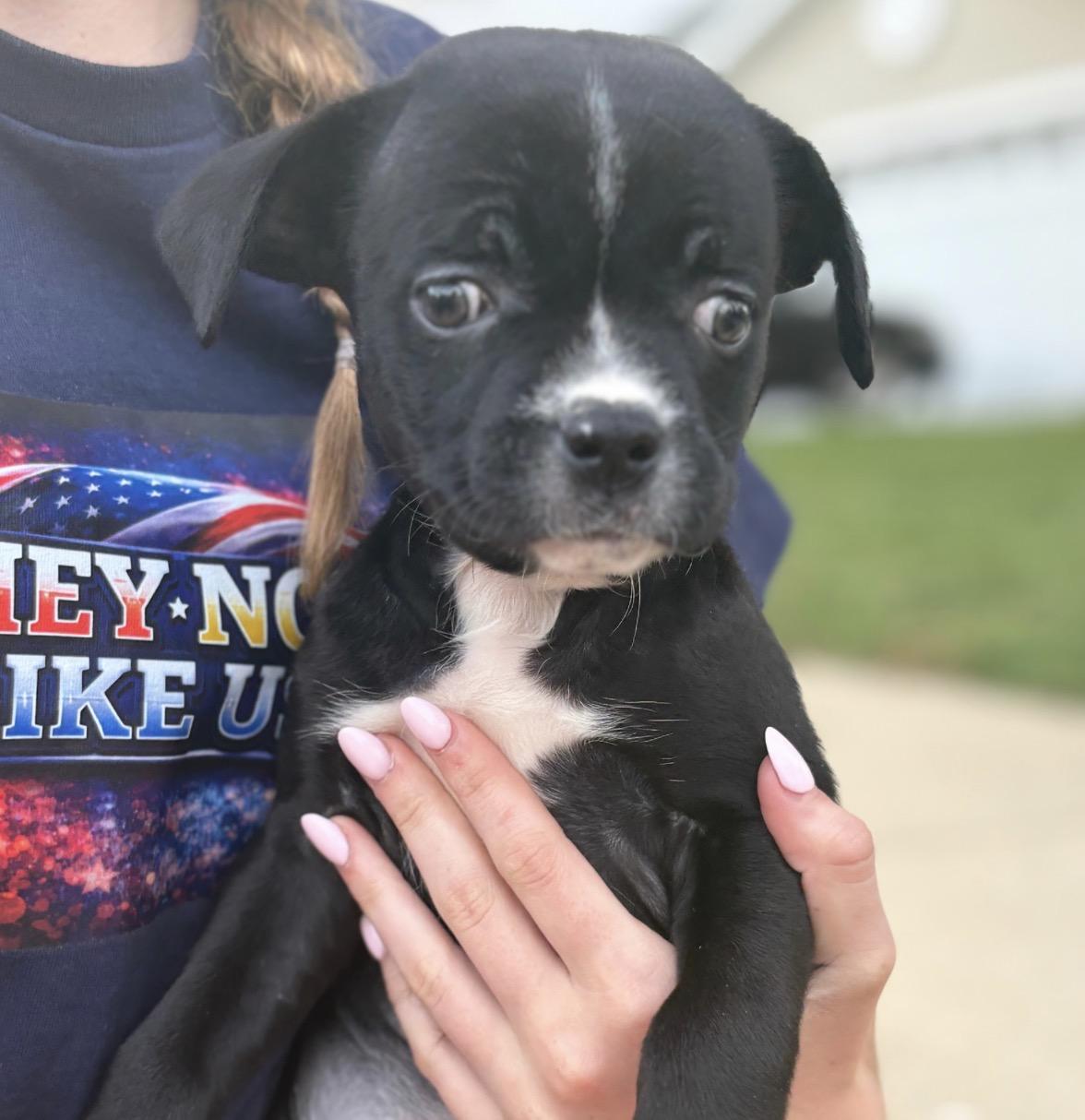 Enlarge Dante, a Adoptable mixed breed in Crest Hill, IL image 3/5