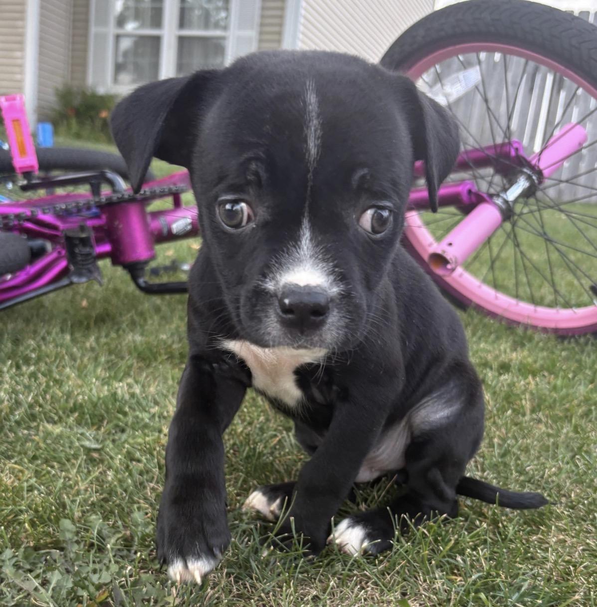 Enlarge Dante, a Adoptable mixed breed in Crest Hill, IL image 2/5