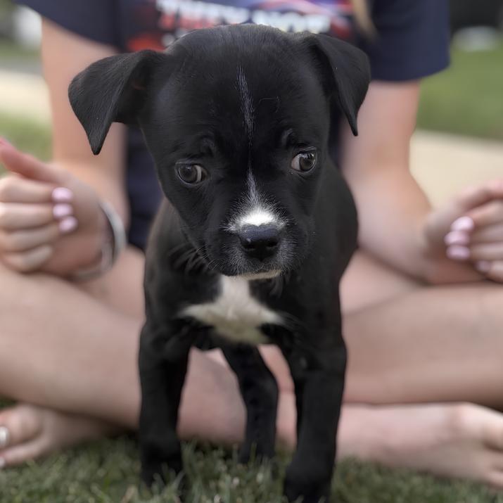 Enlarge Dante, a Adoptable mixed breed in Crest Hill, IL image 5/5