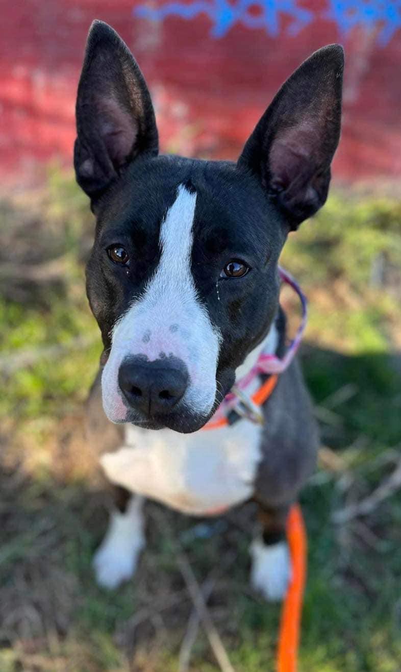 Baby Girl Gloria, Adoptable, Adult Female Bull Terrier.