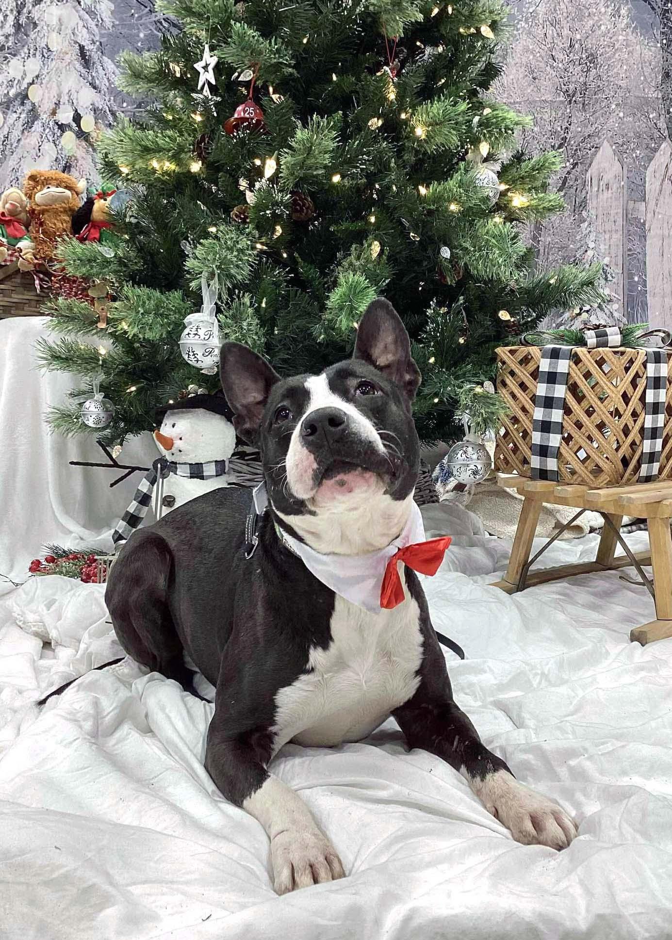 Enlarge Baby Girl Gloria, a Adoptable Bull Terrier in West Richland, WA image 3/6