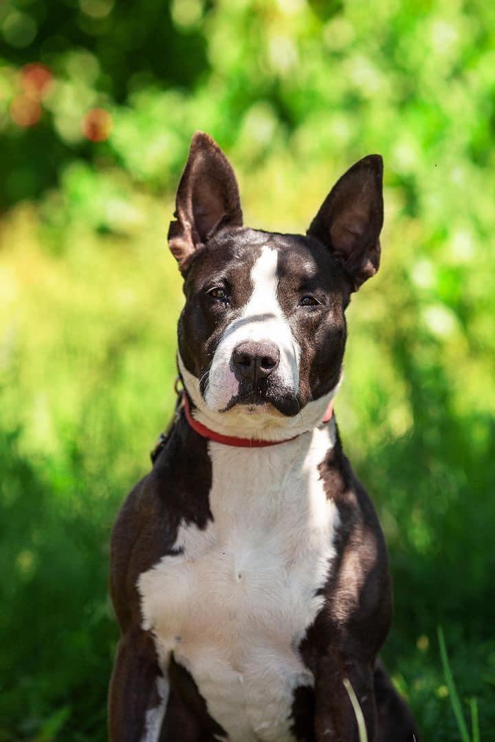 Enlarge Baby Girl Gloria, a Adoptable Bull Terrier in West Richland, WA image 4/6