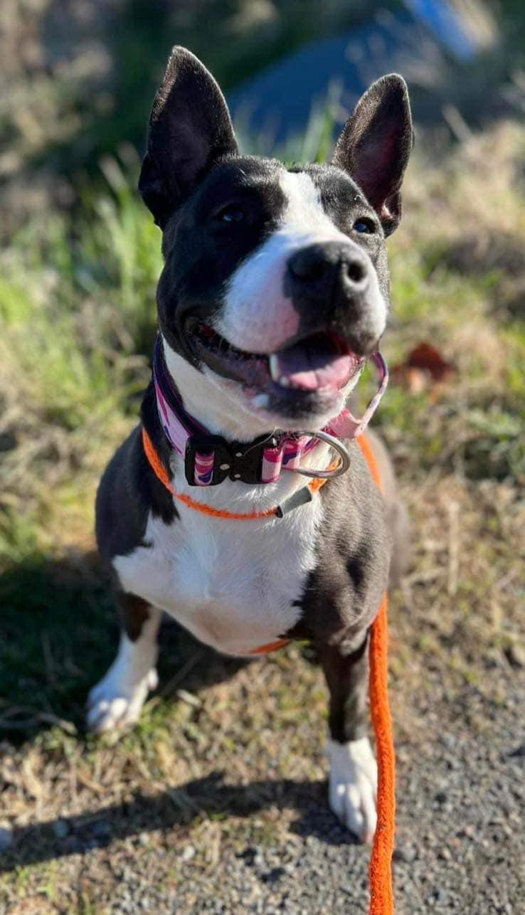 Enlarge Baby Girl Gloria, a Adoptable Bull Terrier in West Richland, WA image 5/6