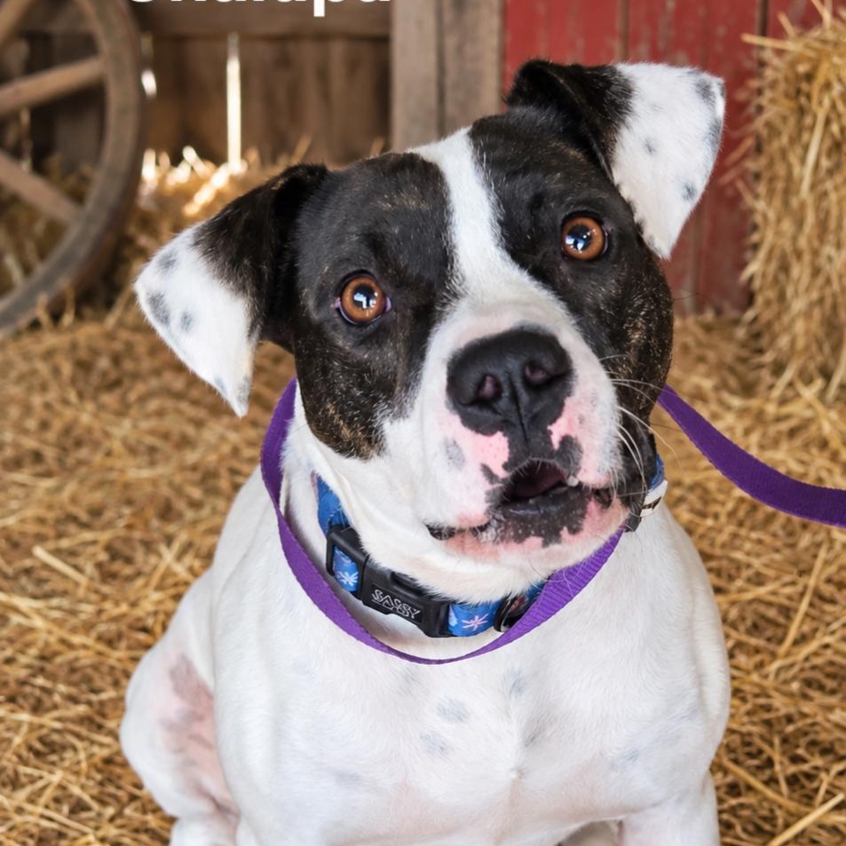 Enlarge Chalupa, a Adoptable American Bulldog in Brentwood, TN image 2/2