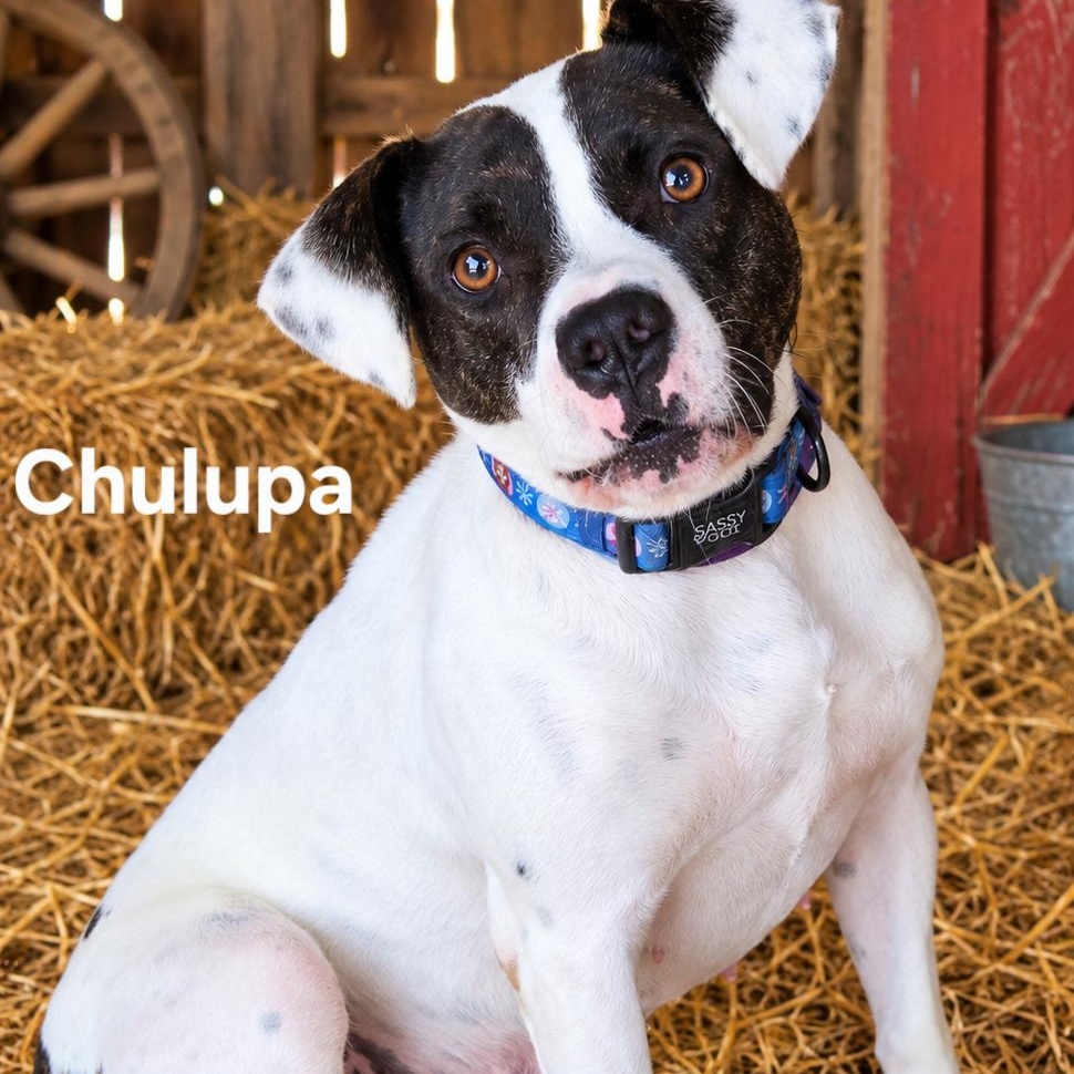 Chalupa, Adoptable, Young Female American Bulldog.