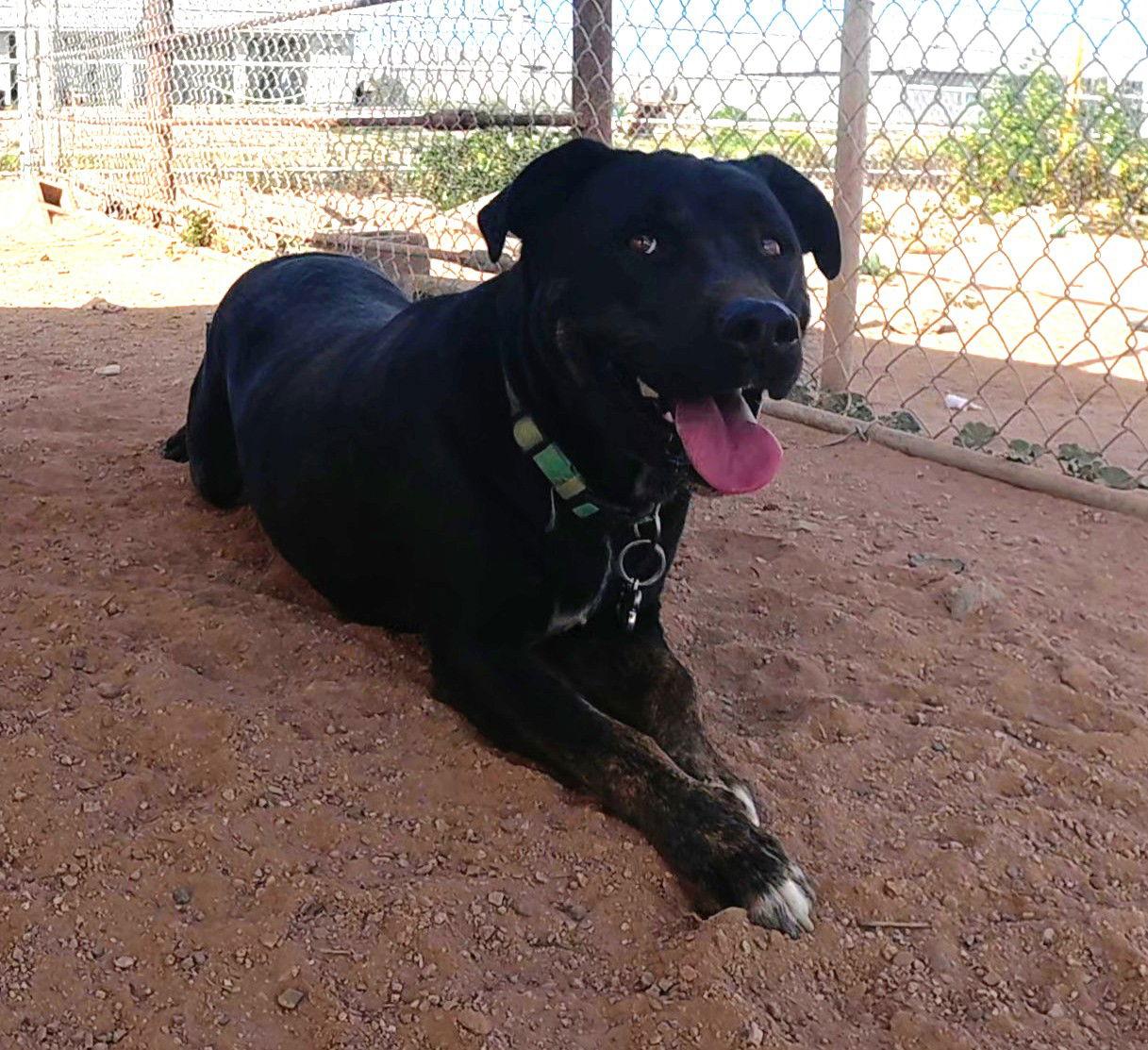 Ninja, a Adoptable Rottweiler in Queen Creek, AZ image 1/3