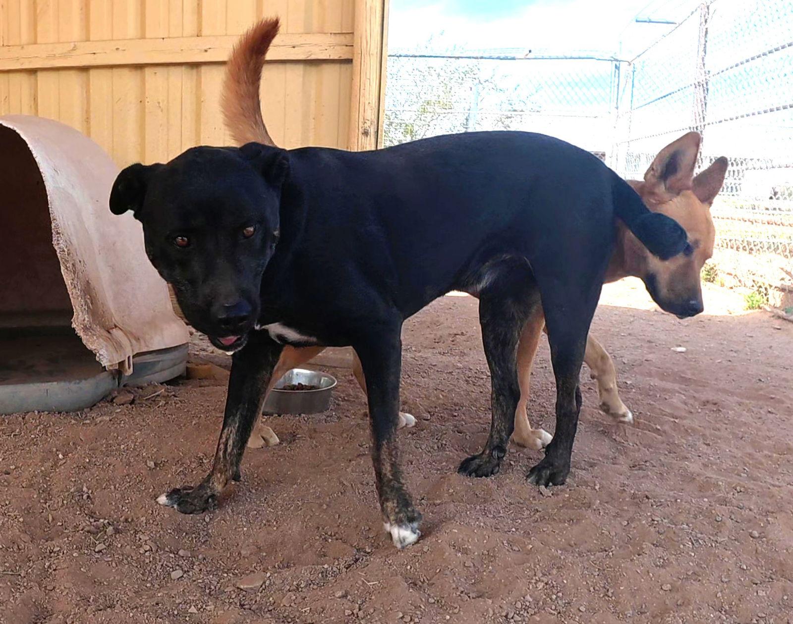 Ninja, a Adoptable Rottweiler in Queen Creek, AZ image 2/3