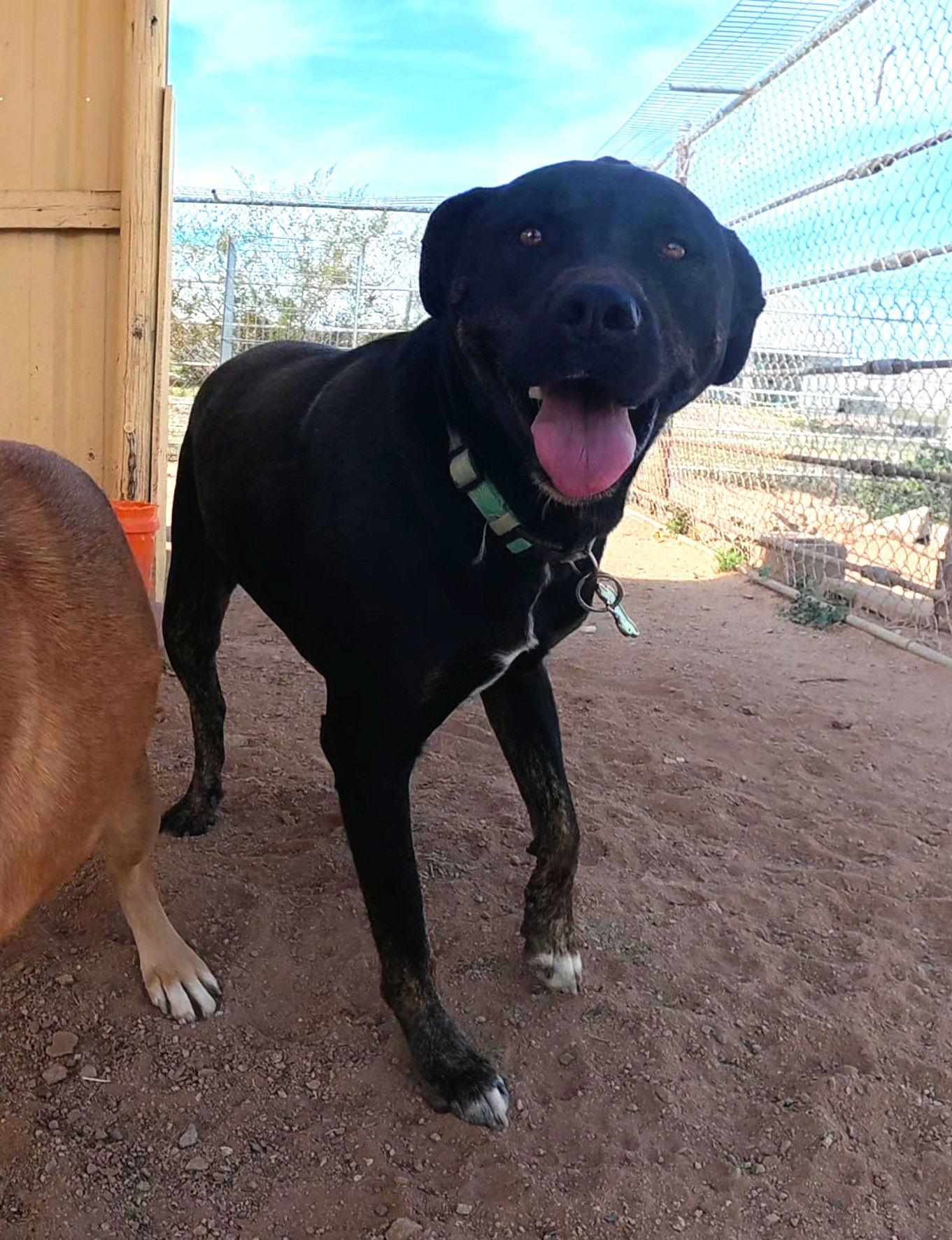 Ninja, a Adoptable Rottweiler in Queen Creek, AZ image 3/3