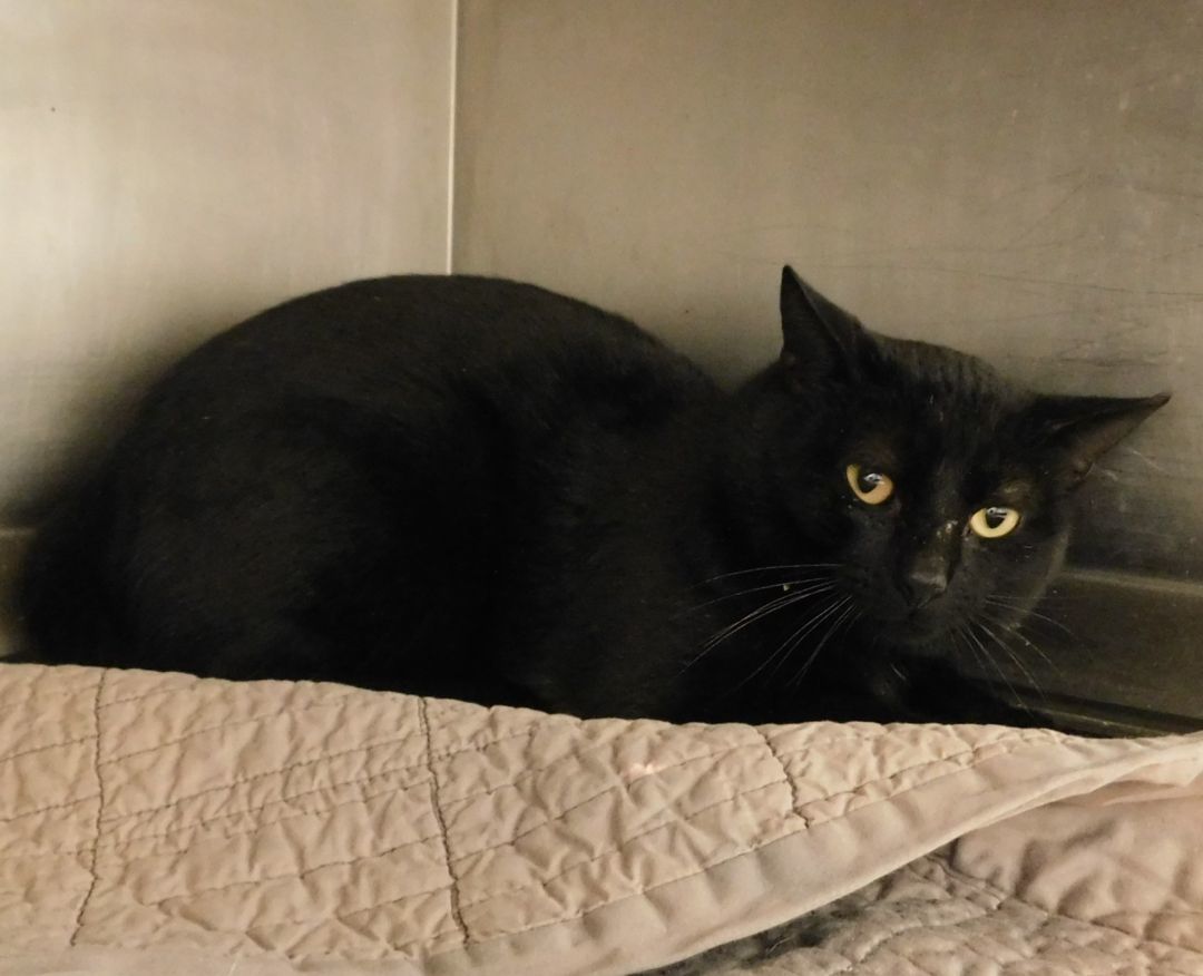 Night-Barn Cat, an adopted Domestic Short Hair Mix in Siloam Springs, AR_image-1