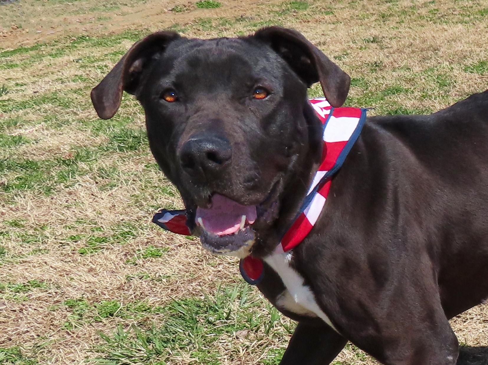 Xena  7109, Young Female Black Labrador Retriever
