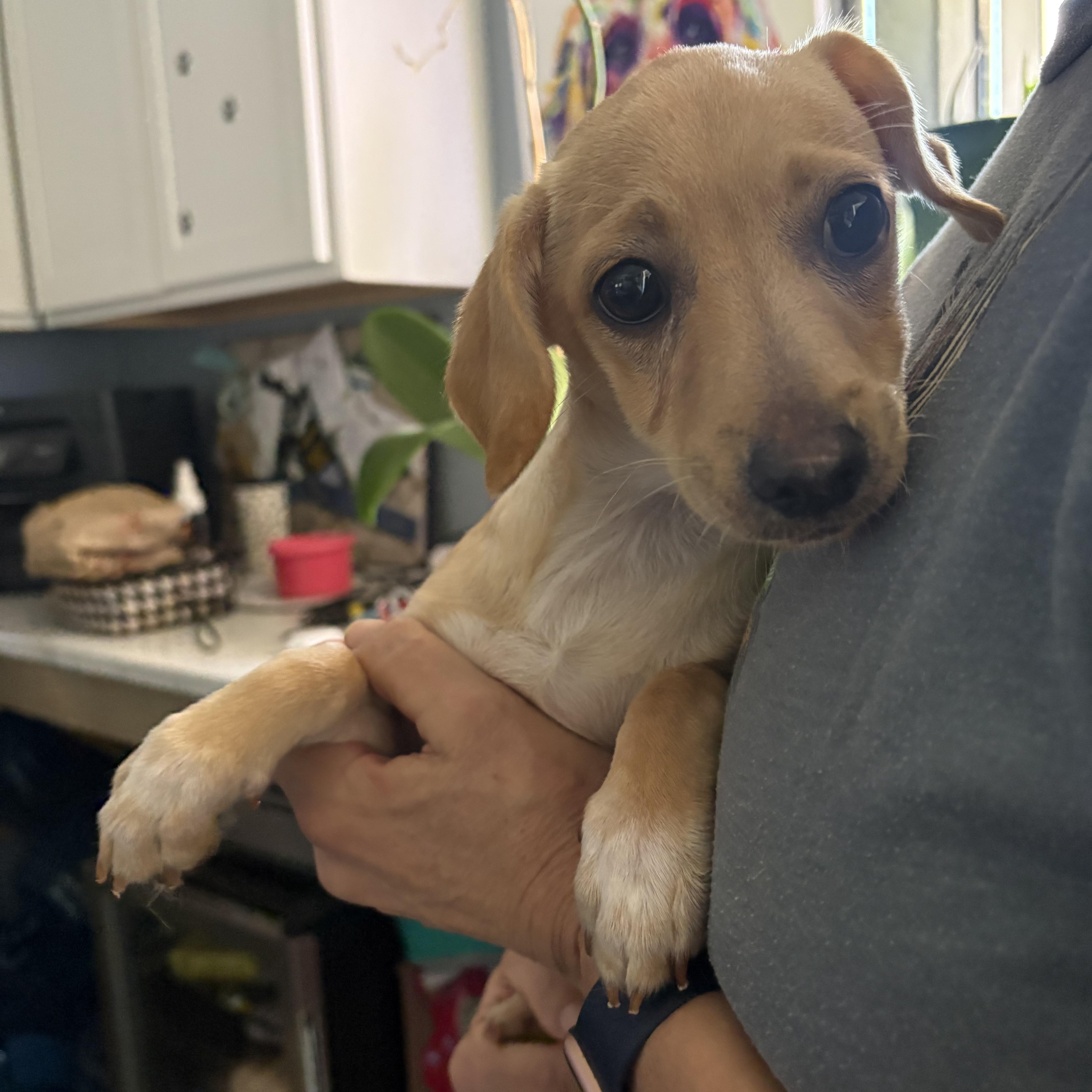 Enlarge Terragon Cinnamon, an adopted Chiweenie in Belleville, NJ image 3/3