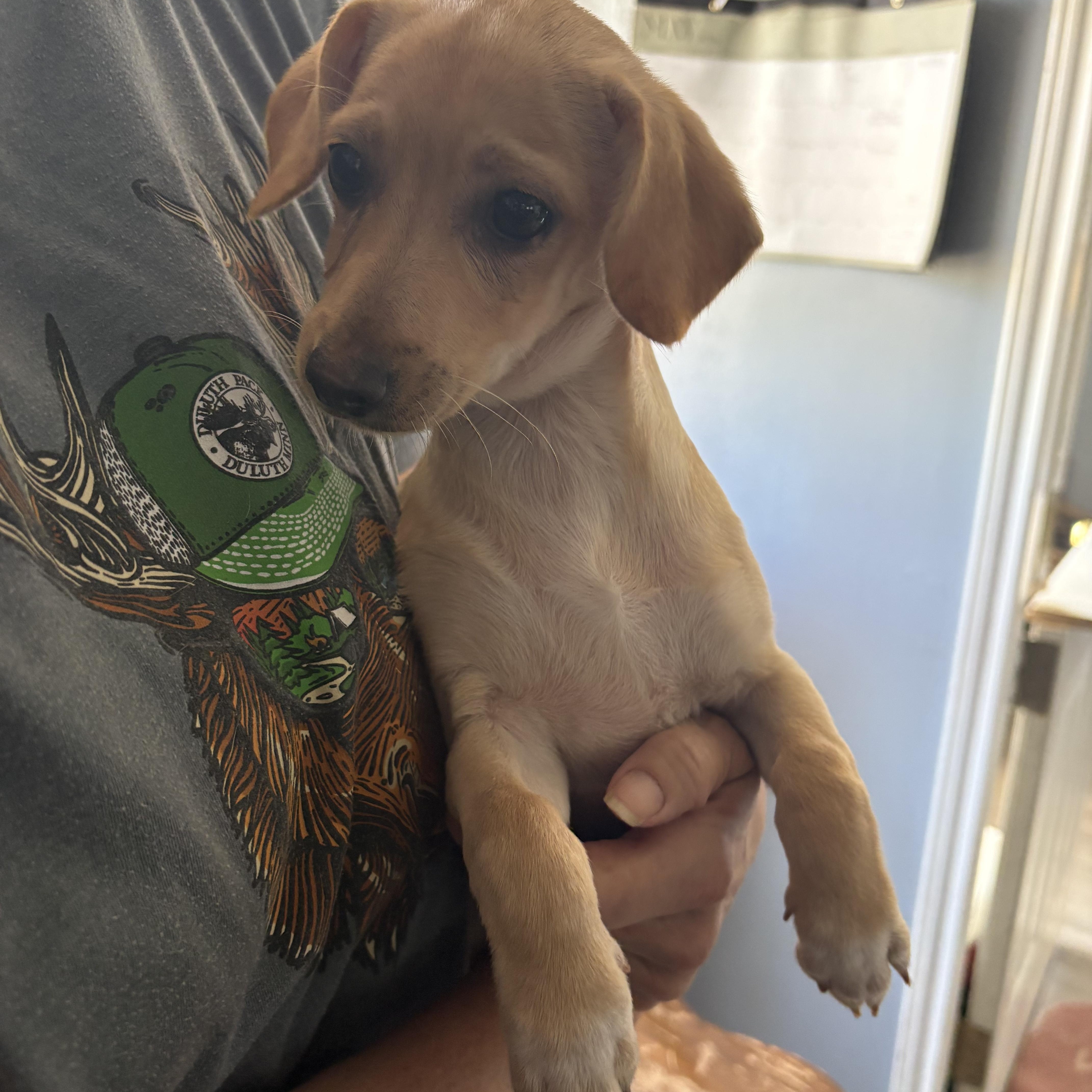 Enlarge Terragon Cinnamon, an adopted Chiweenie in Belleville, NJ image 1/3