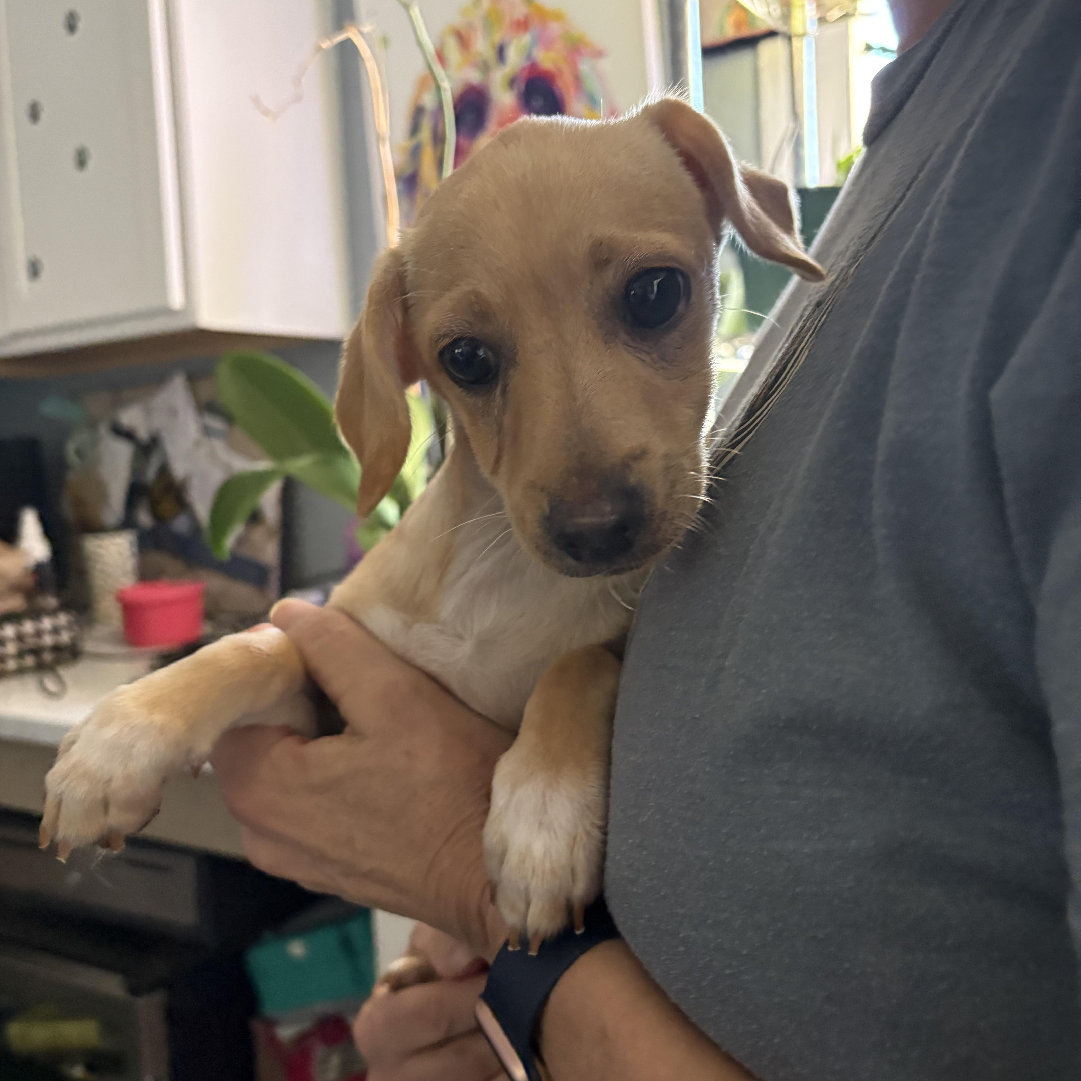 Enlarge Terragon Cinnamon, an adopted Chiweenie in Belleville, NJ image 2/3