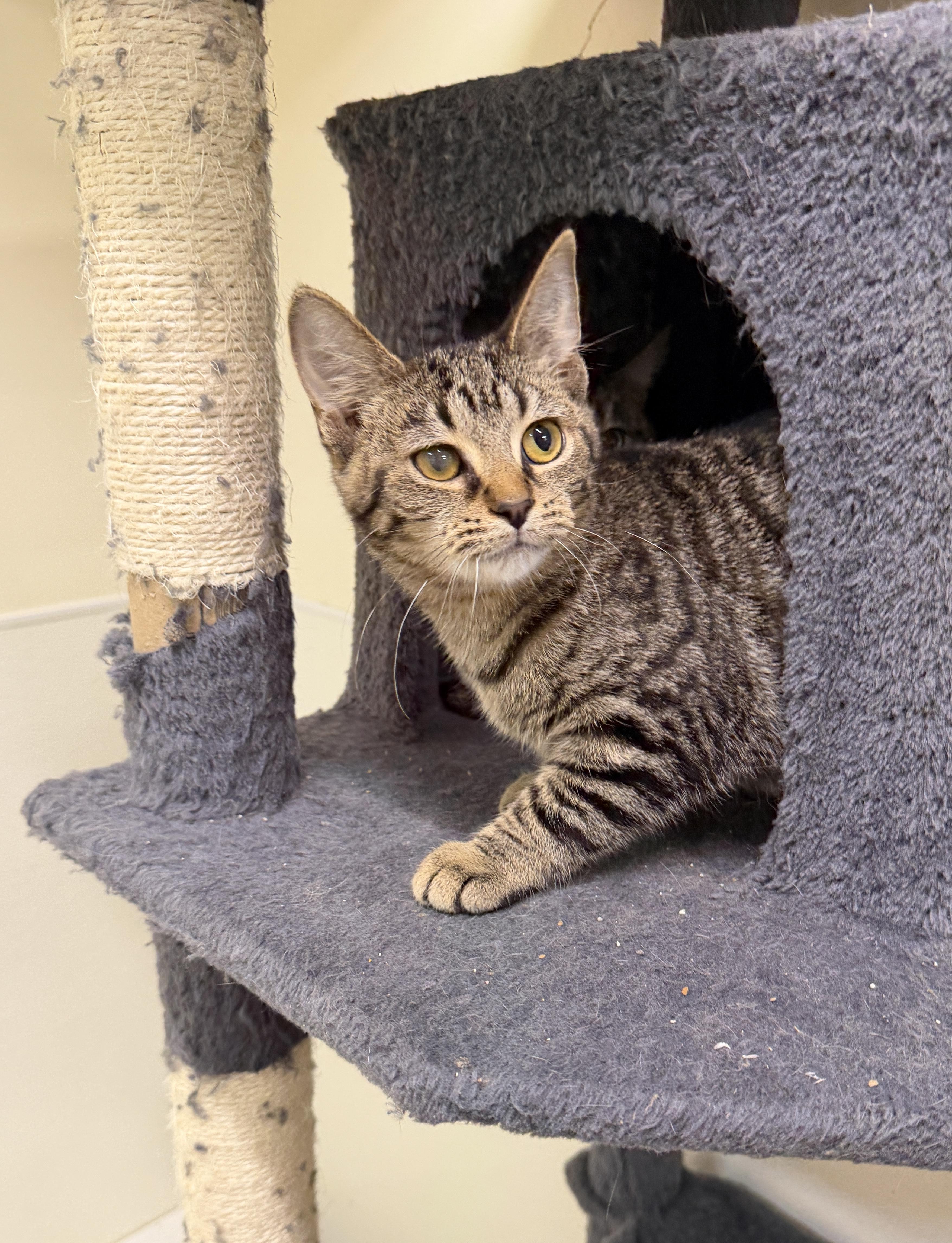 Enlarge Pollyanna (Special Needs), a Adoptable Domestic Short Hair in Wayland, MI image 1/1
