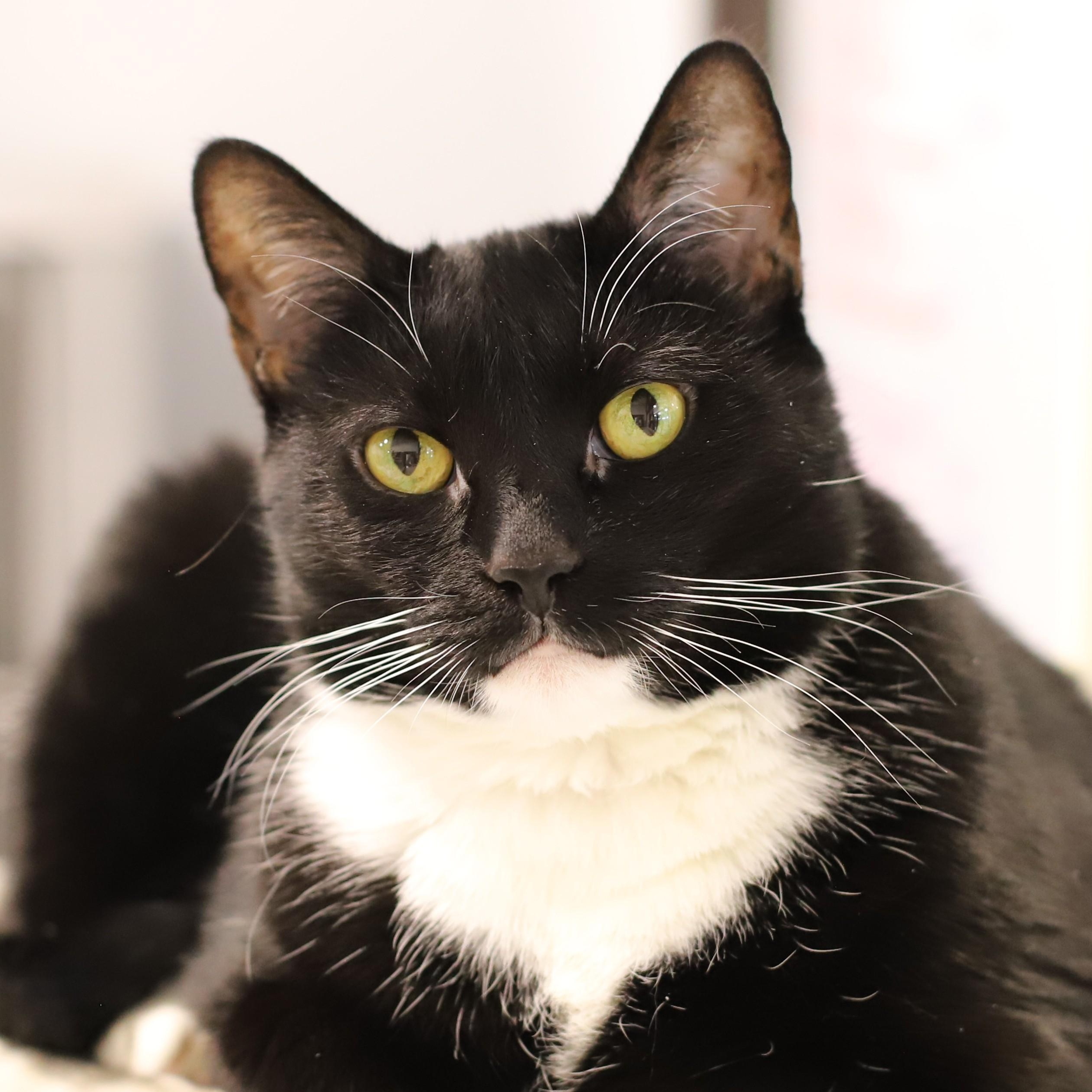 Elfie, Adoptable, Adult Female Tuxedo.