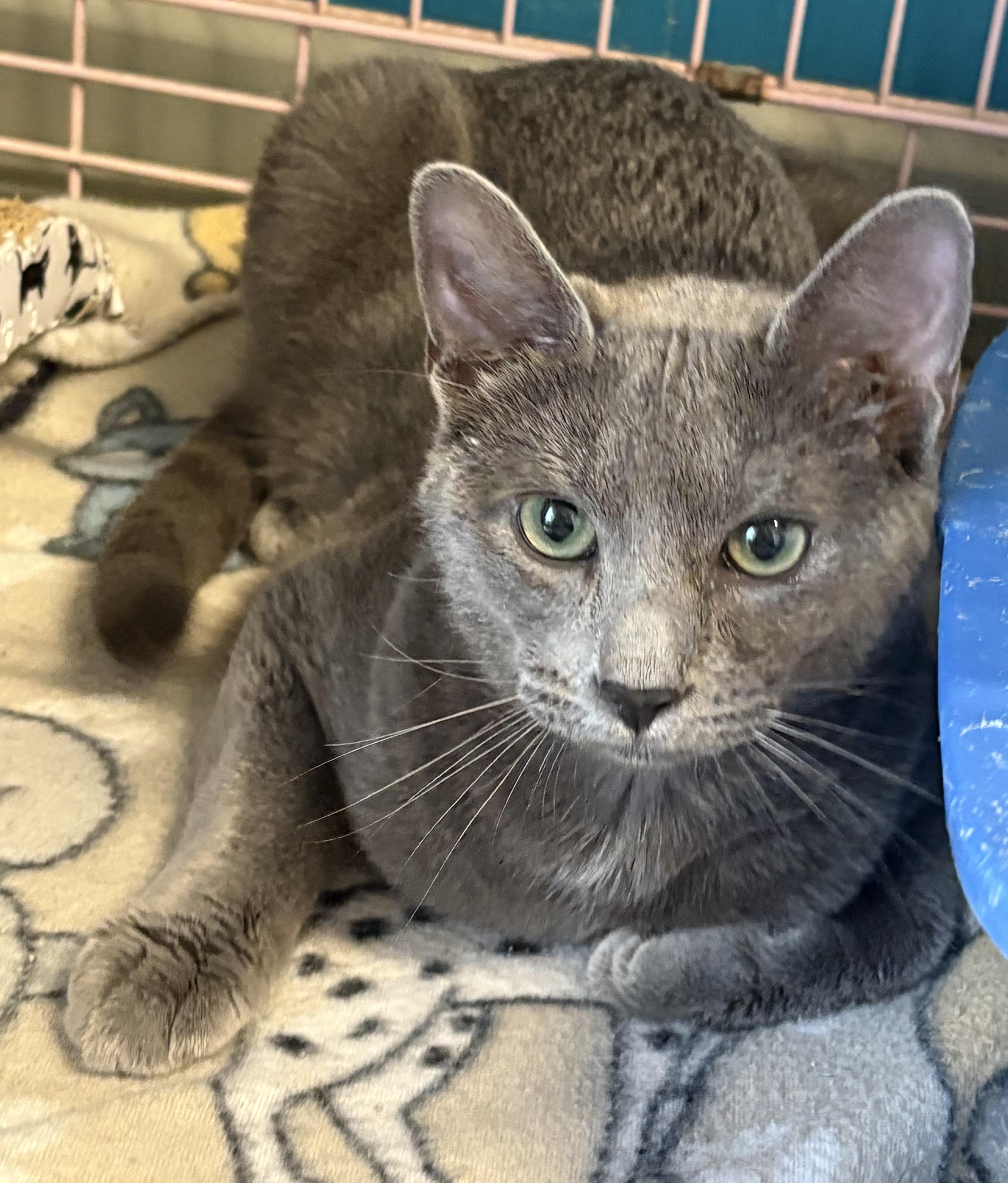 Mars, a ADOPTABLE Russian Blue in Plano, TX image 4/5