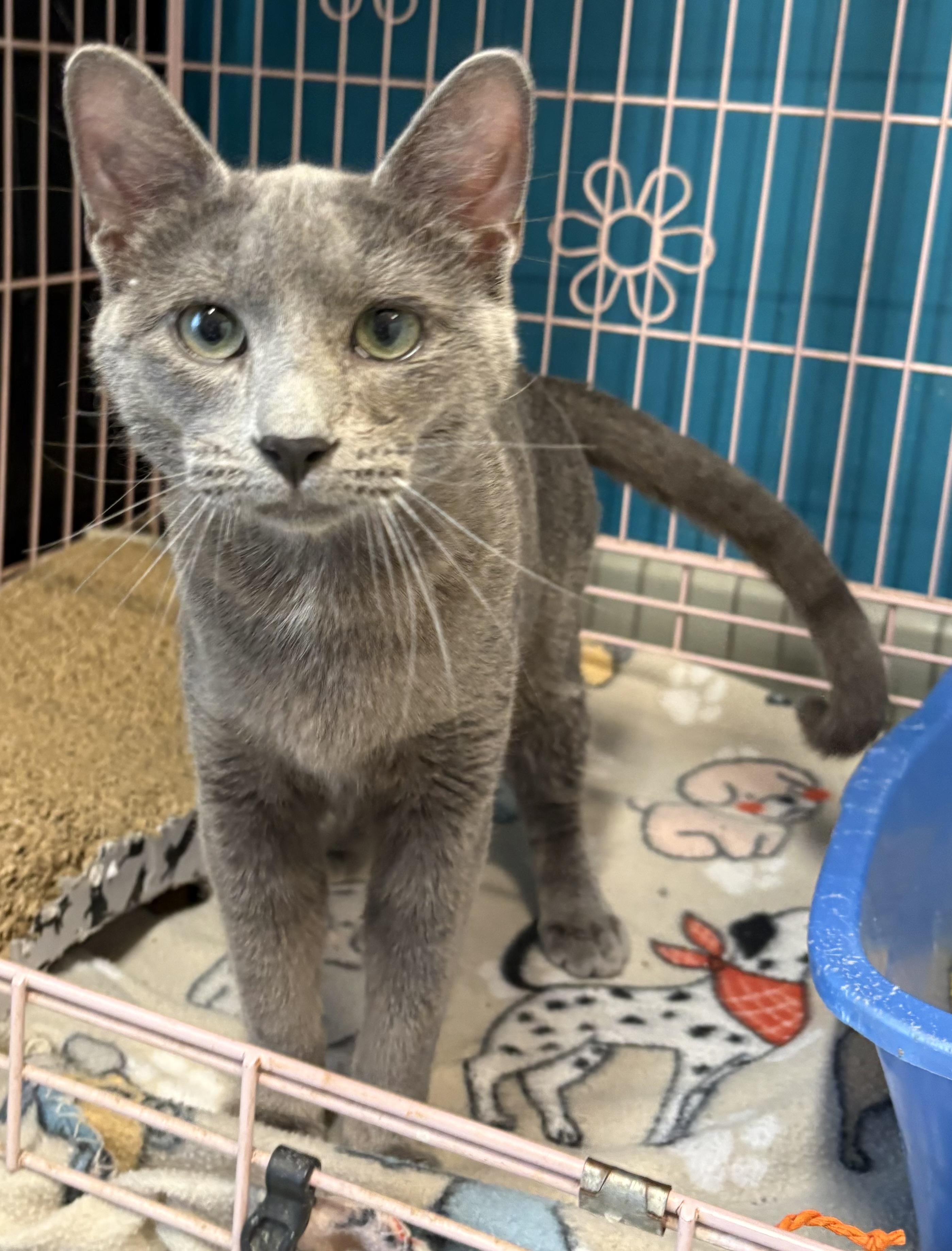 Mars, a ADOPTABLE Russian Blue in Plano, TX image 5/5