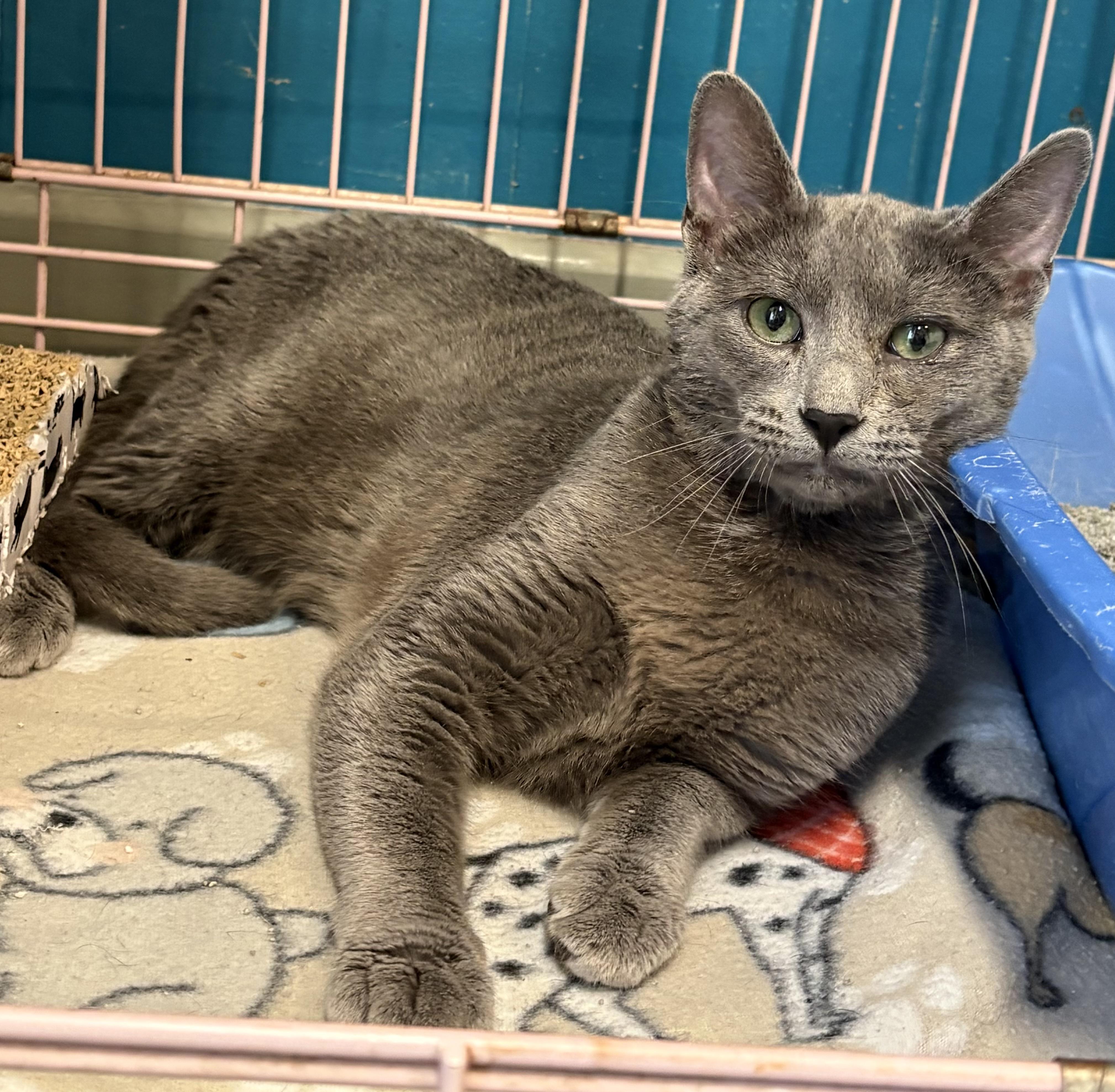 Mars, a ADOPTABLE Russian Blue in Plano, TX image 2/5