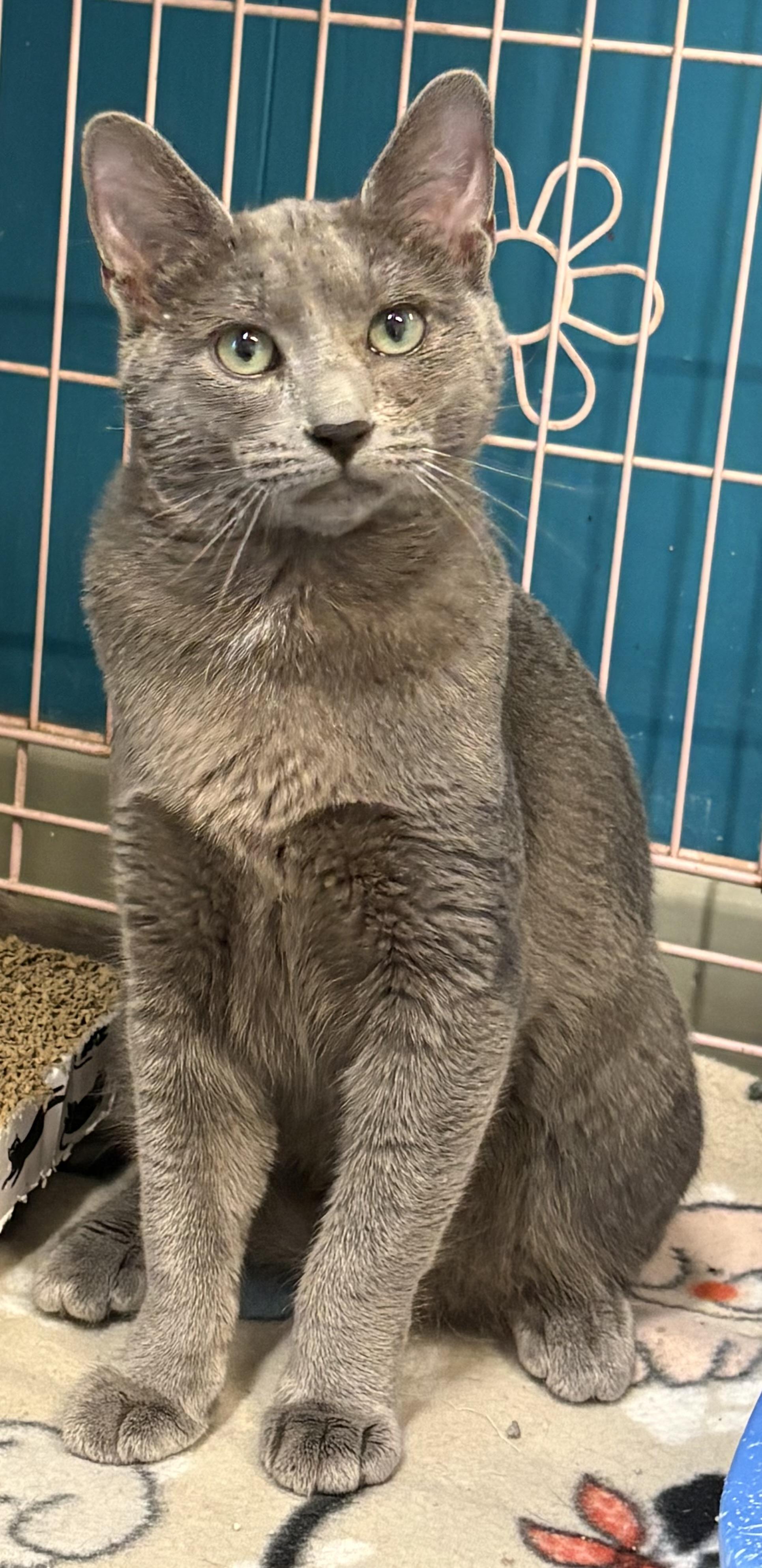 Mars, a ADOPTABLE Russian Blue in Plano, TX image 1/5